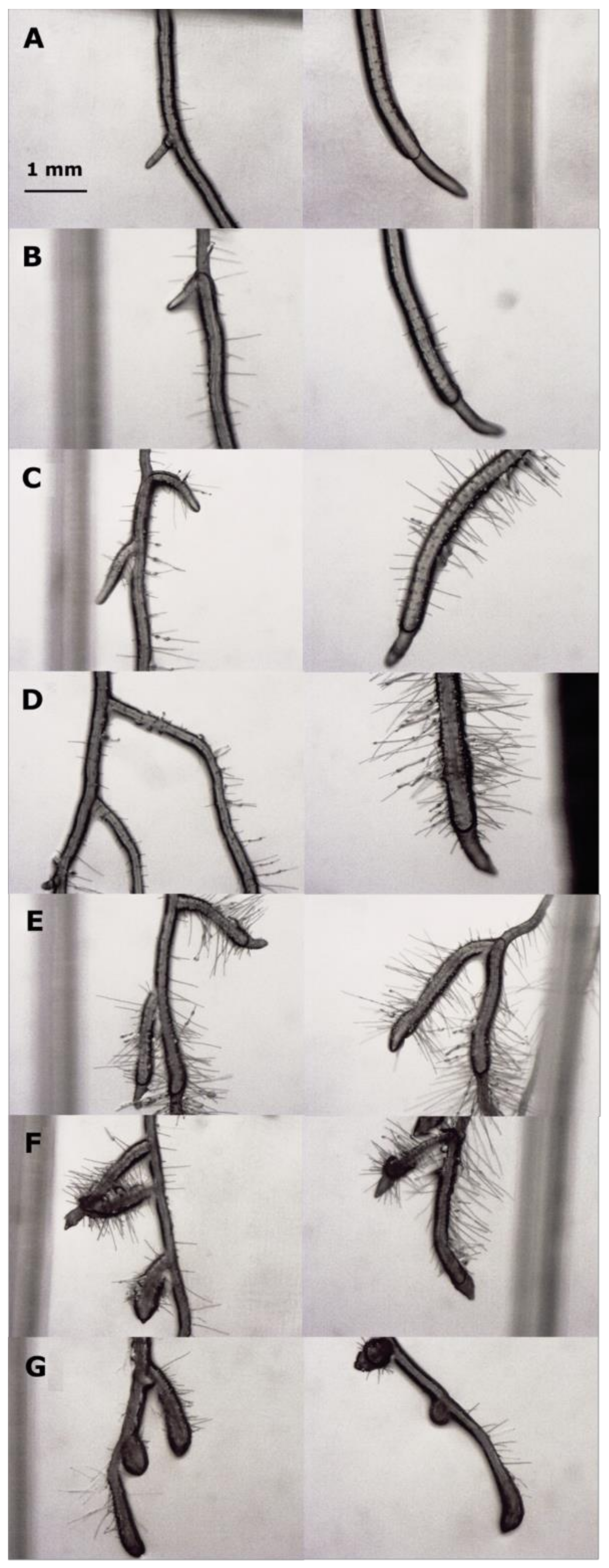 Plants 10 01600 g002 550