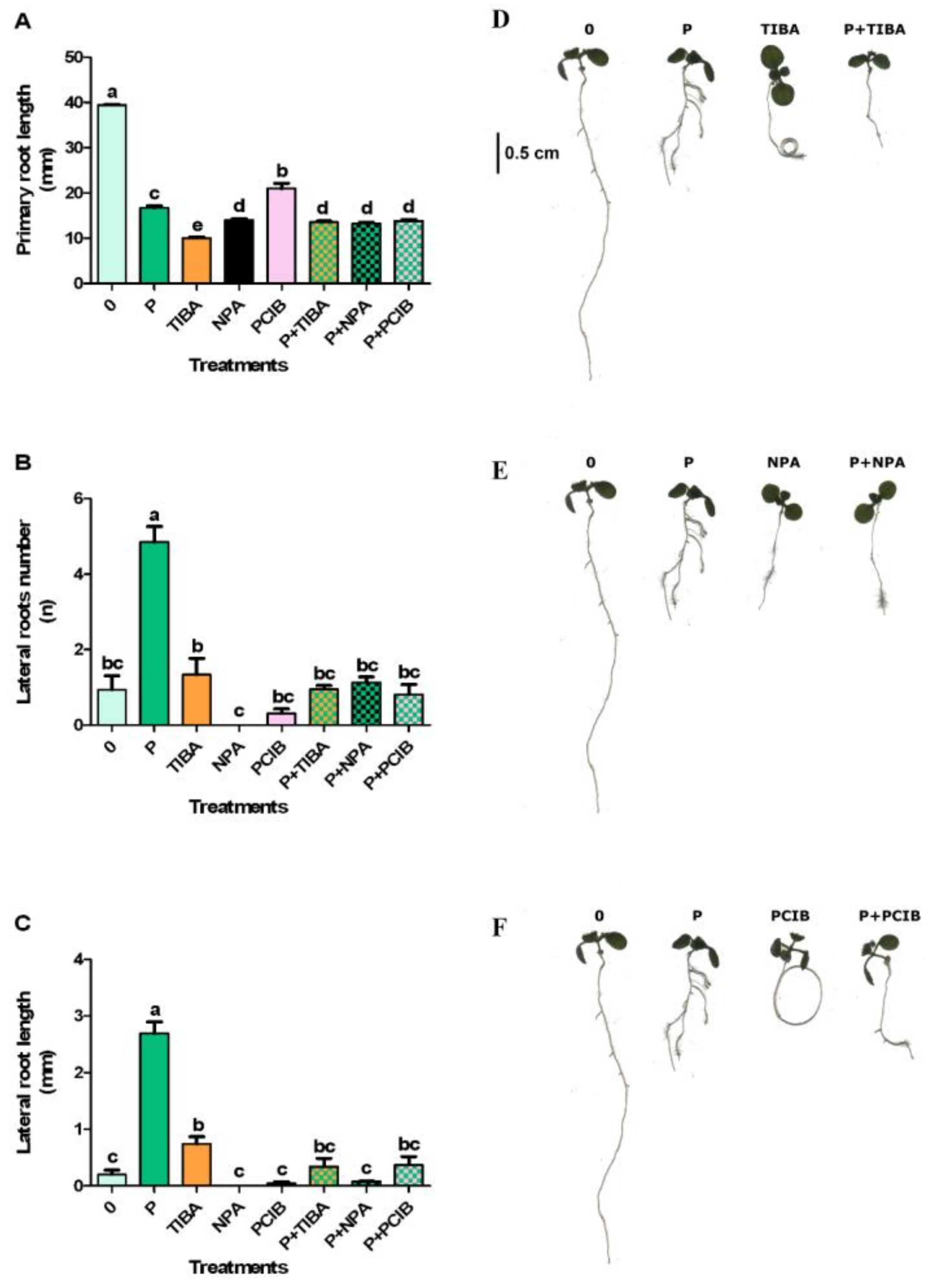 Plants 10 01600 g004 550