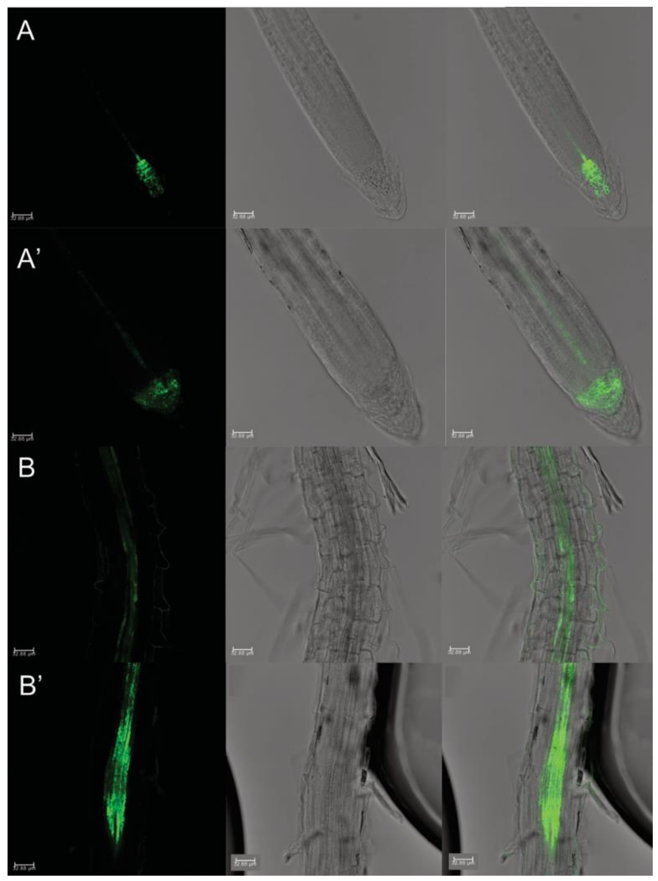 Plants 10 01600 g005 550