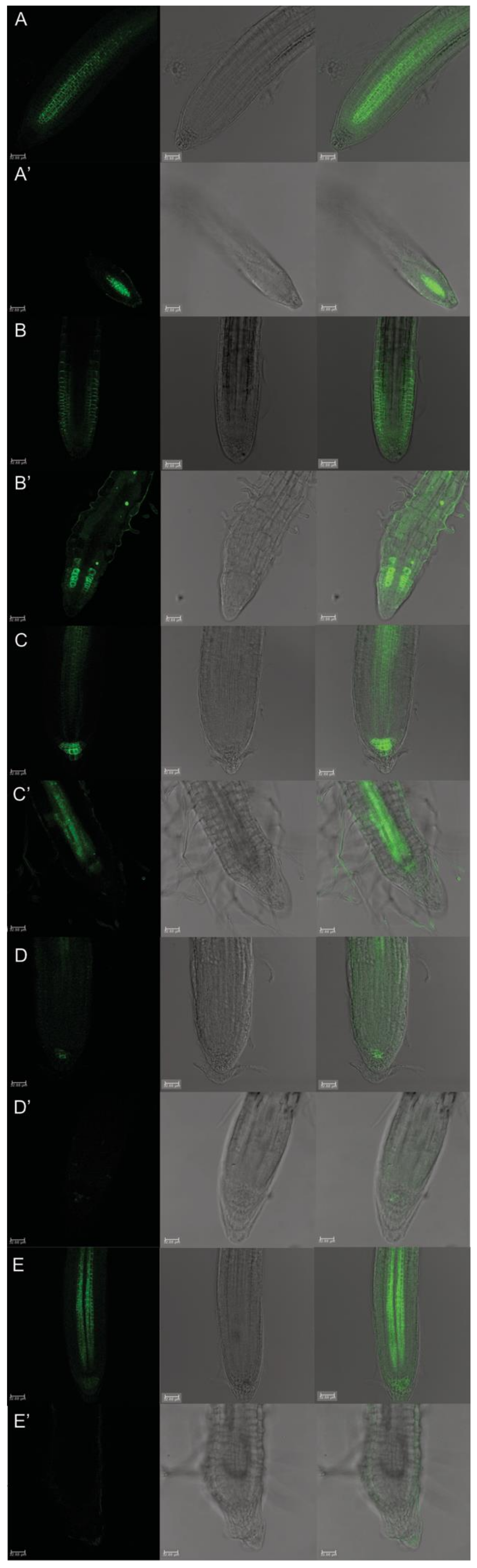 Plants 10 01600 g007 550
