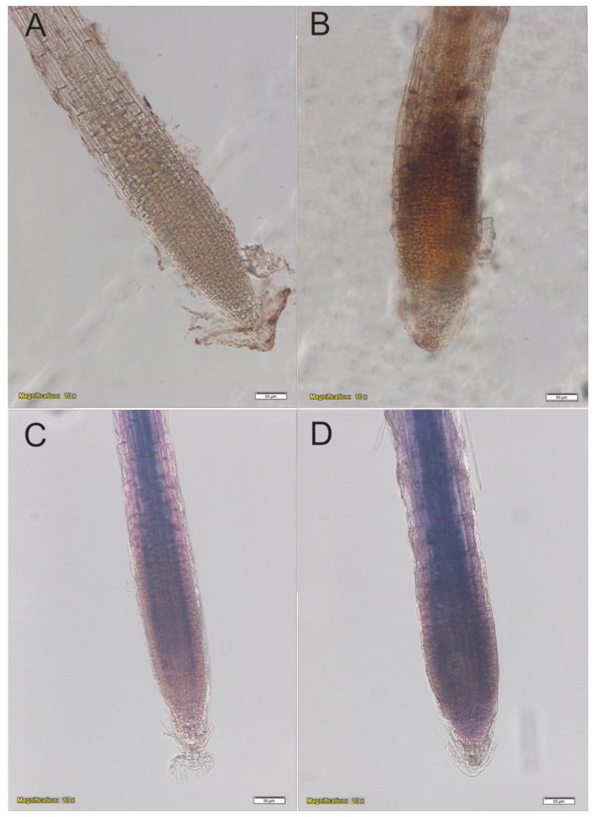 Plants 10 01600 g008 550