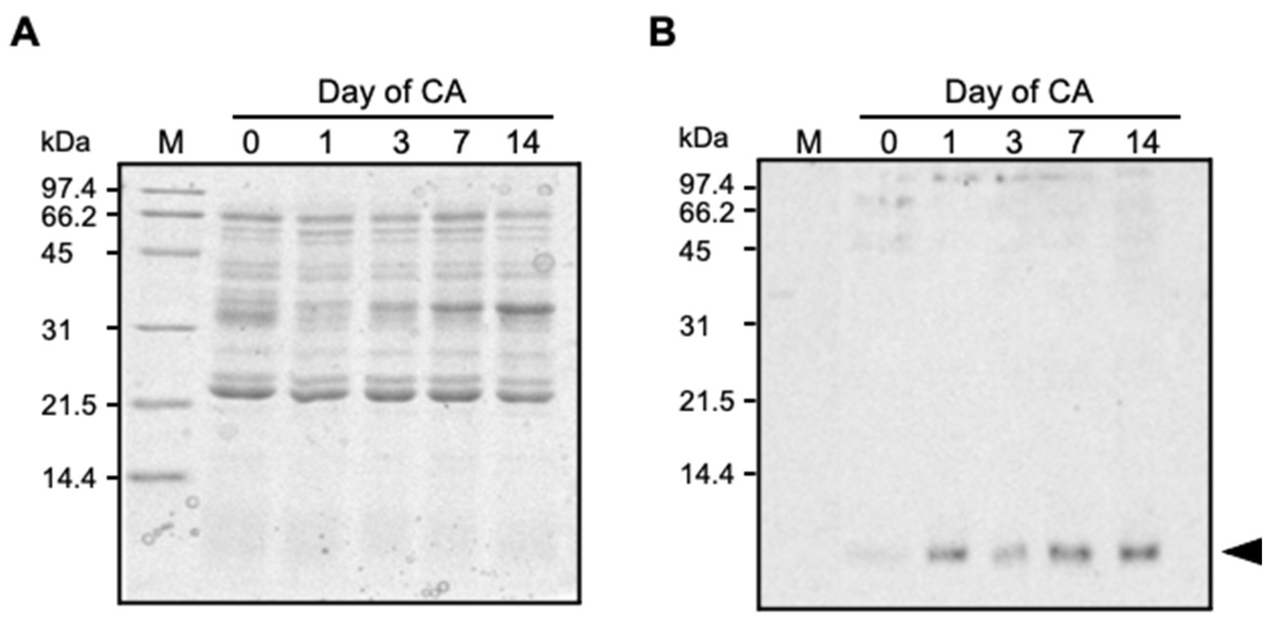 Plants 10 01607 g001