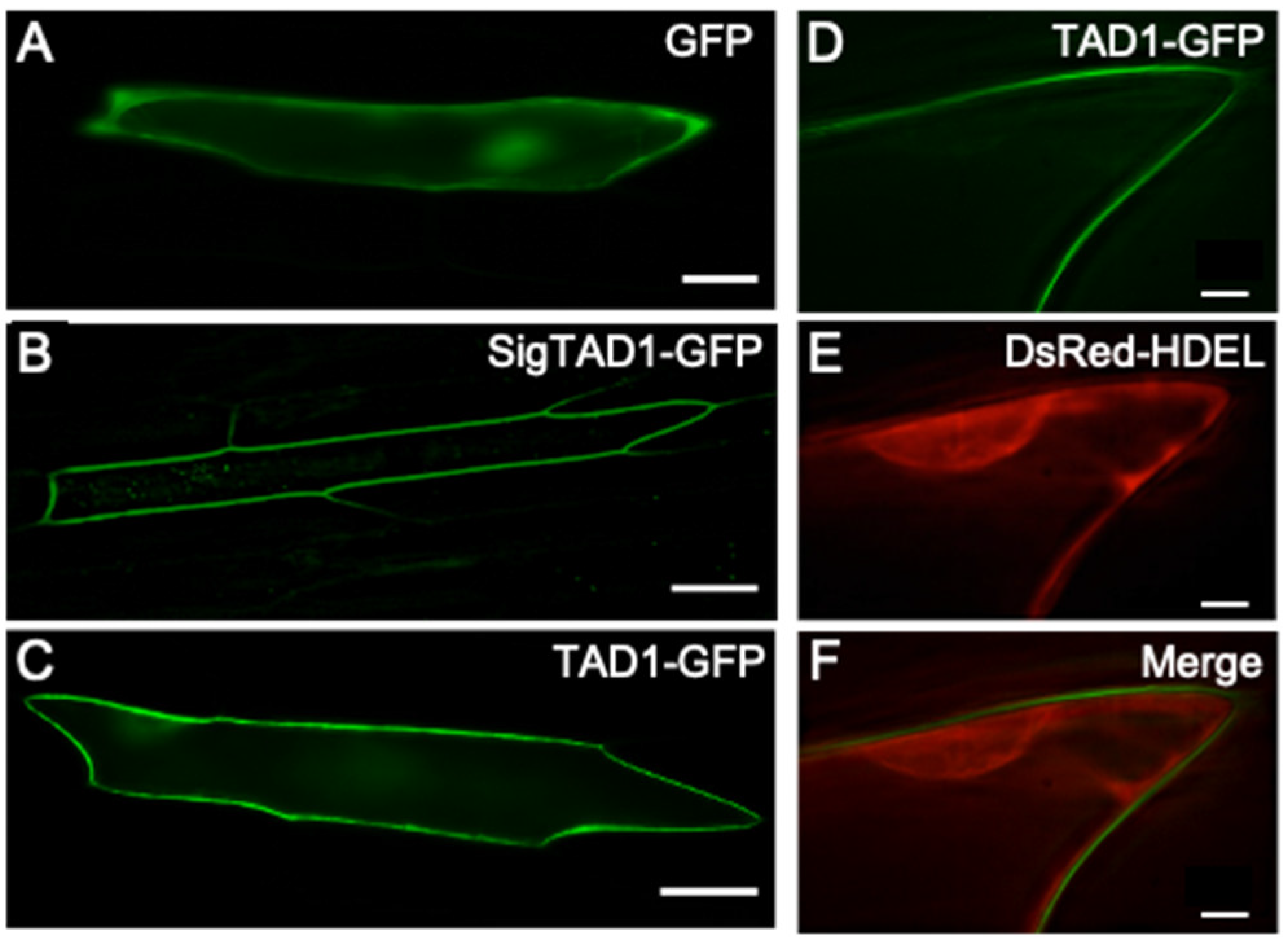 Plants 10 01607 g002