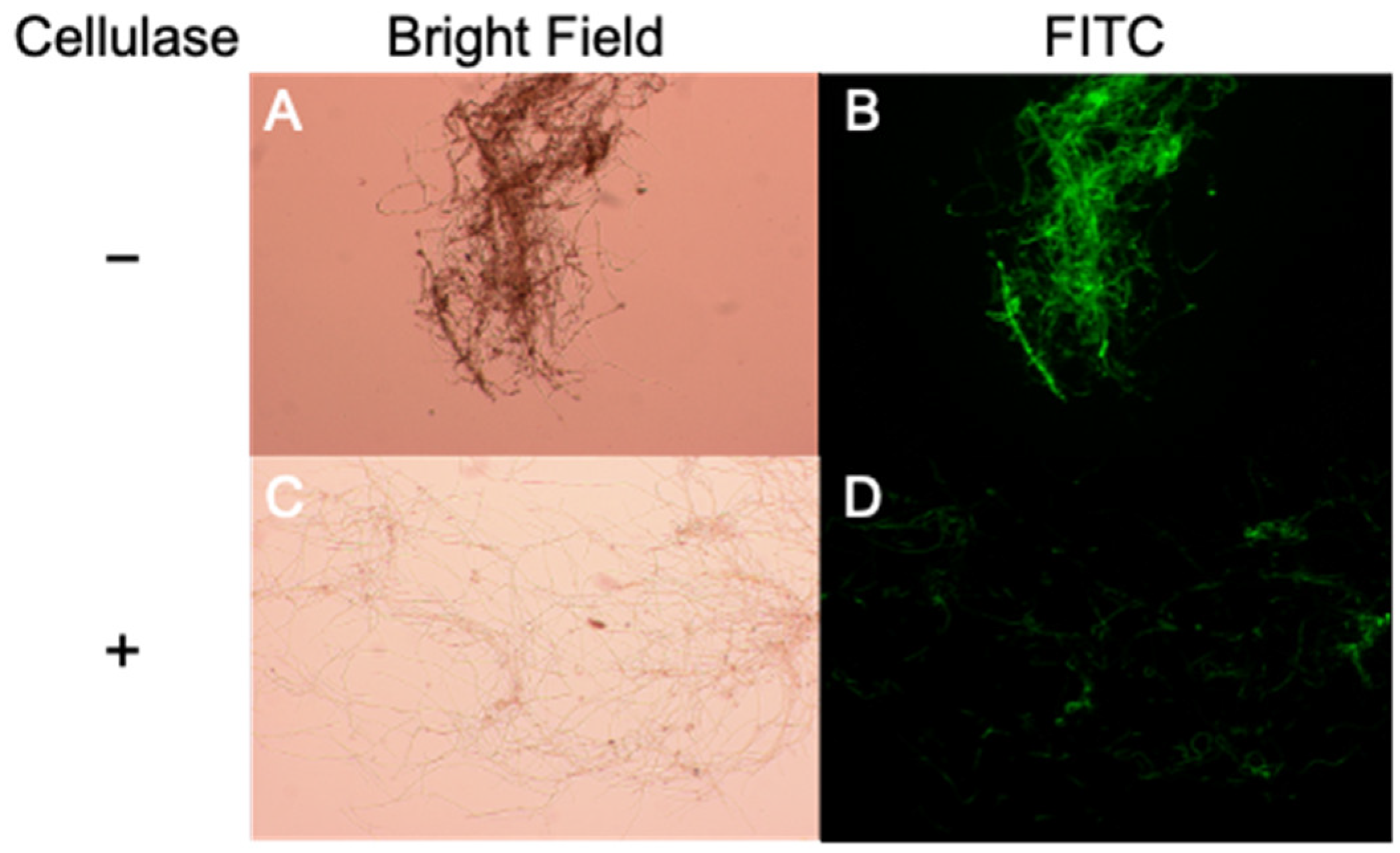 Plants 10 01607 g004
