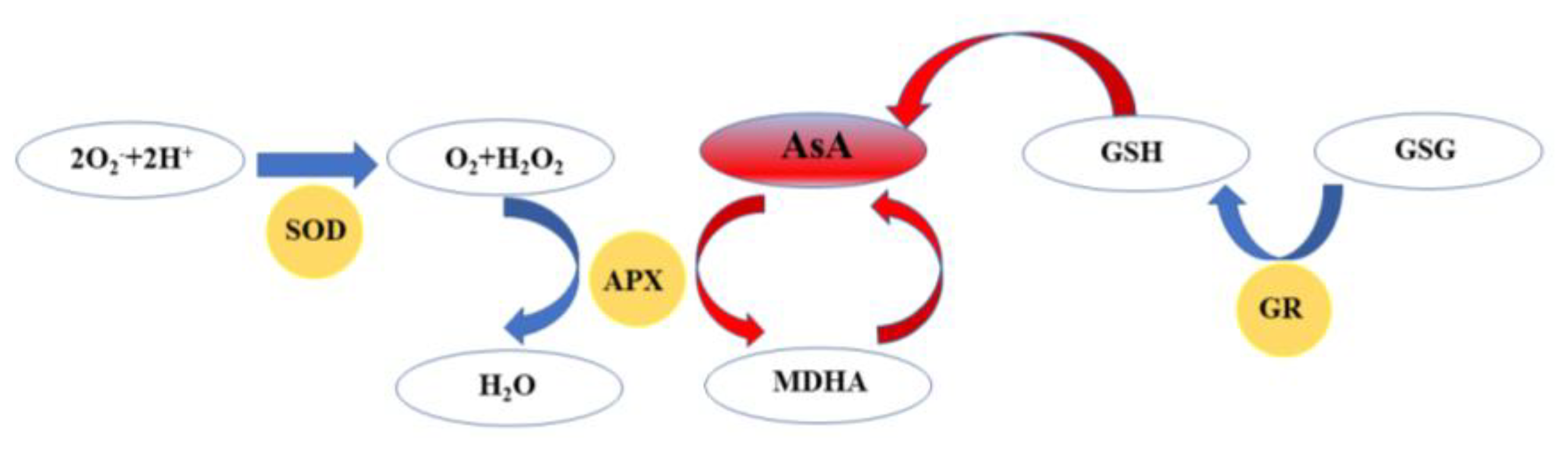 Plants 10 01614 g006 Plants 10 01614 g006