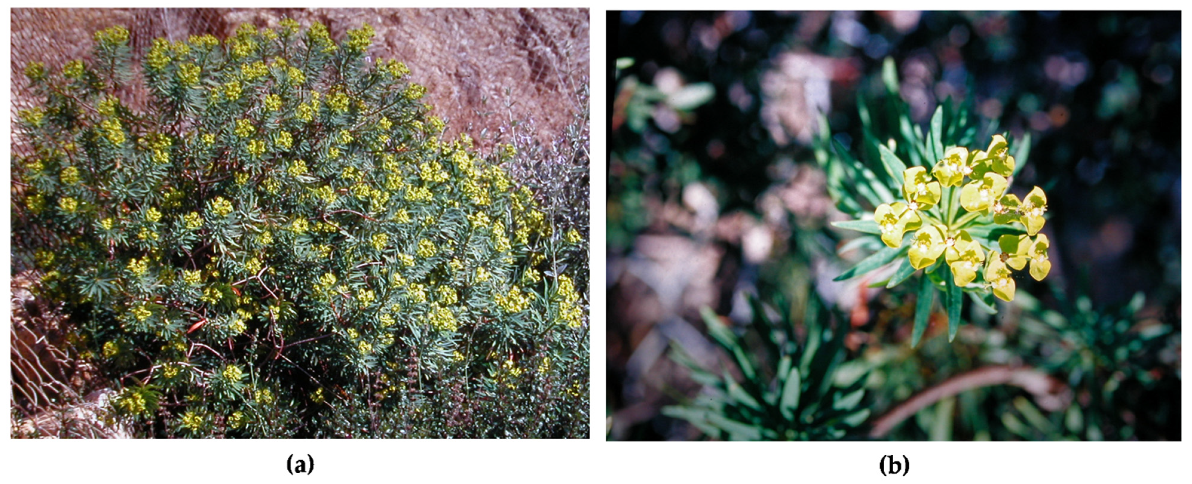 Plants 10 01621 g001 550