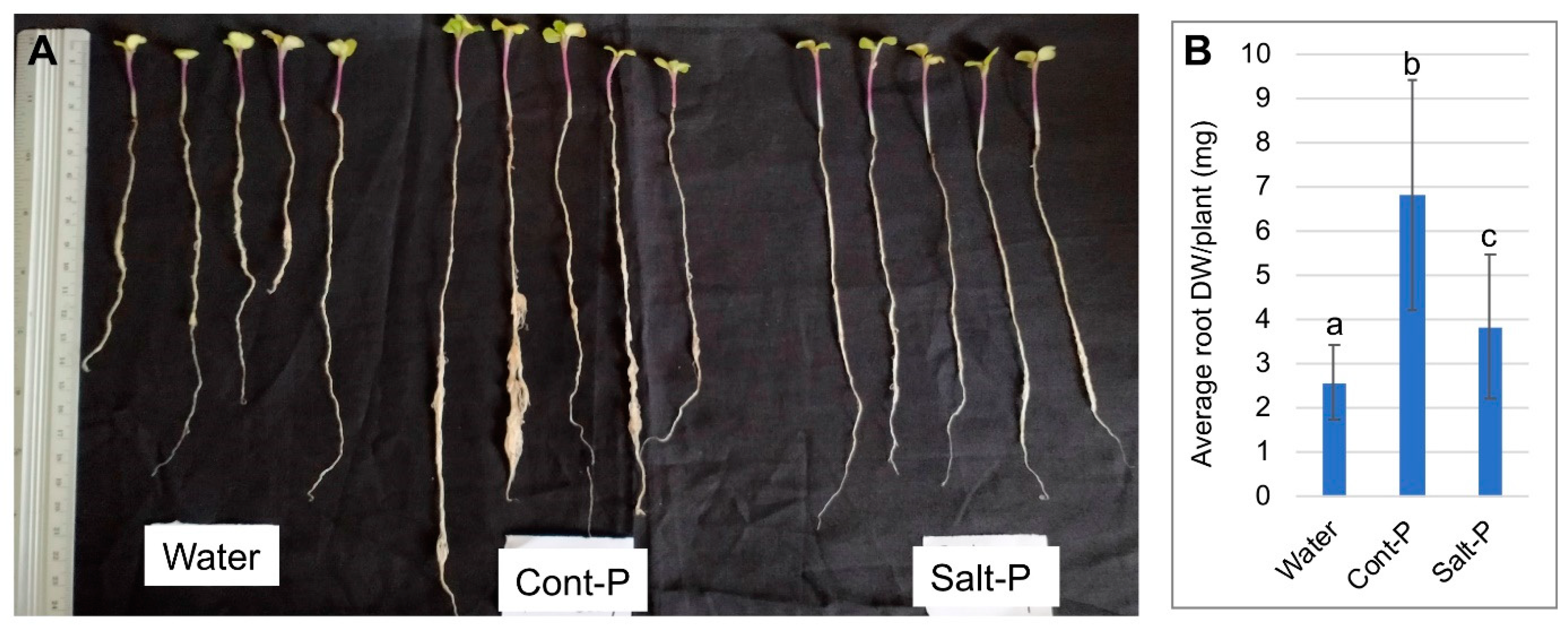 Plants 10 01627 g006 550