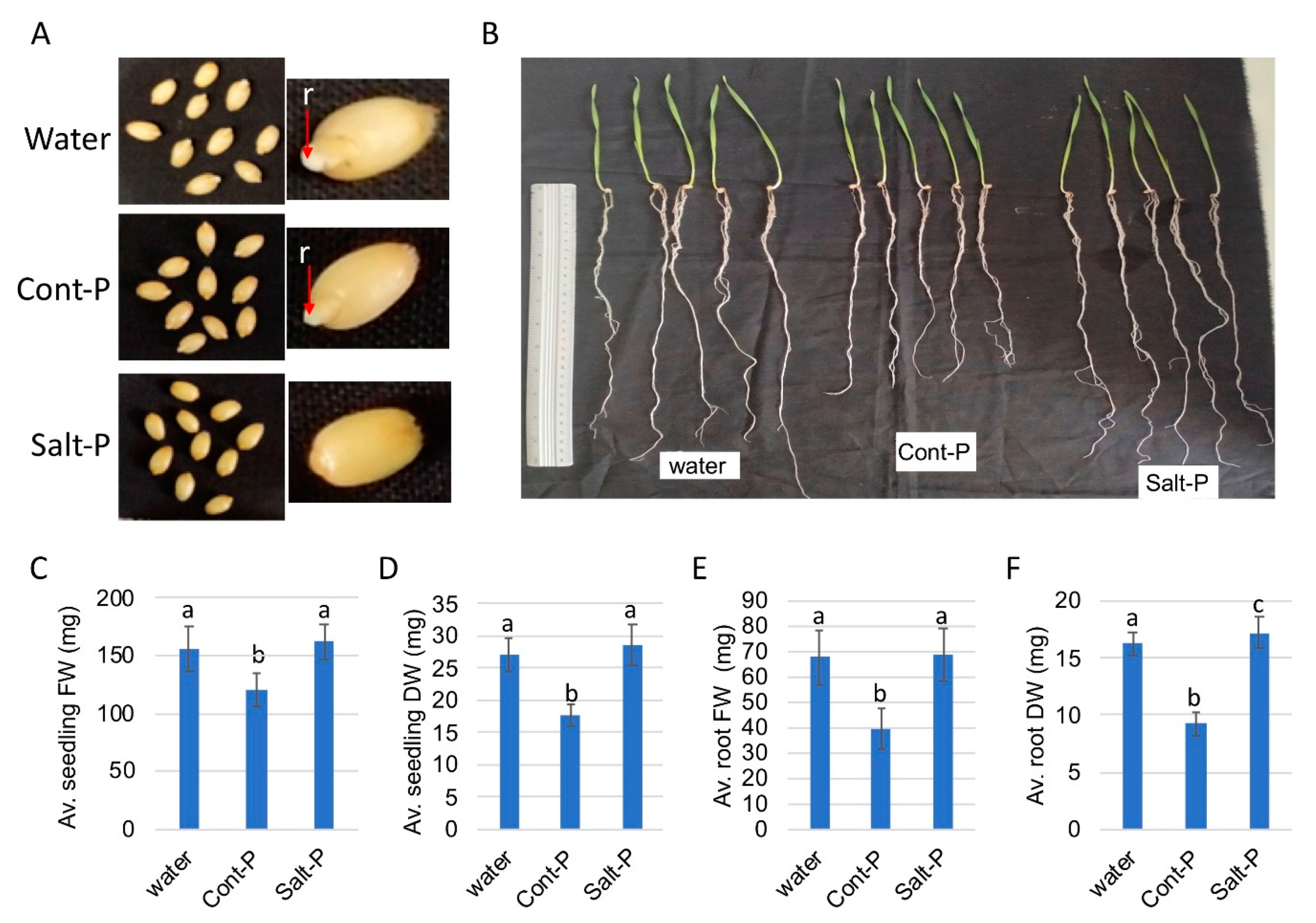 Plants 10 01627 g007 550
