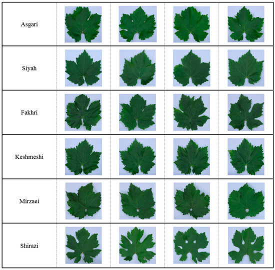 Types of grape vines sales
