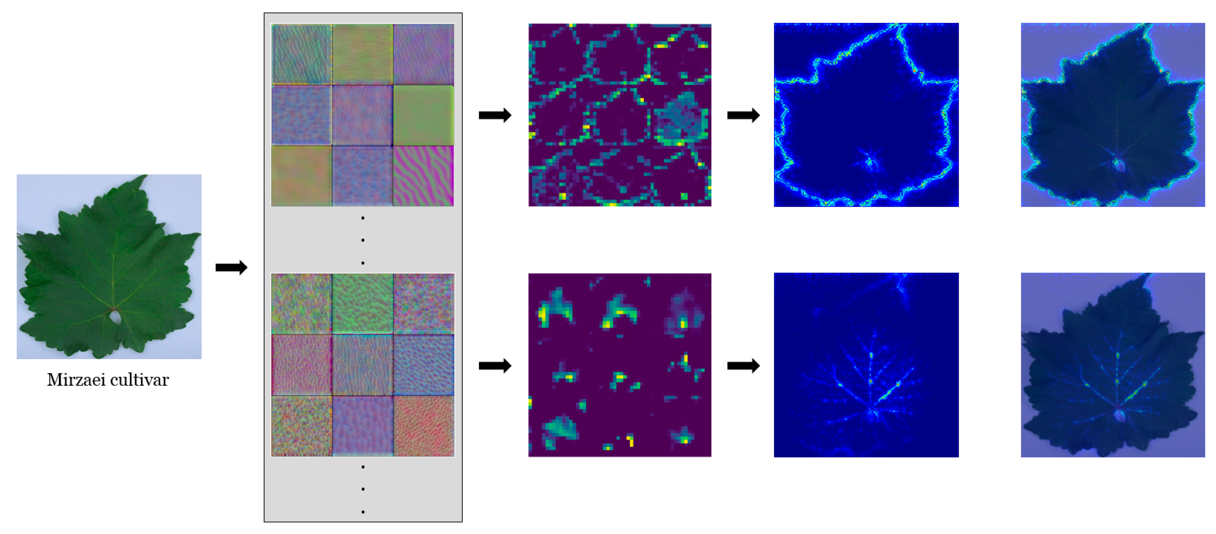 Plants 10 01628 g007 550