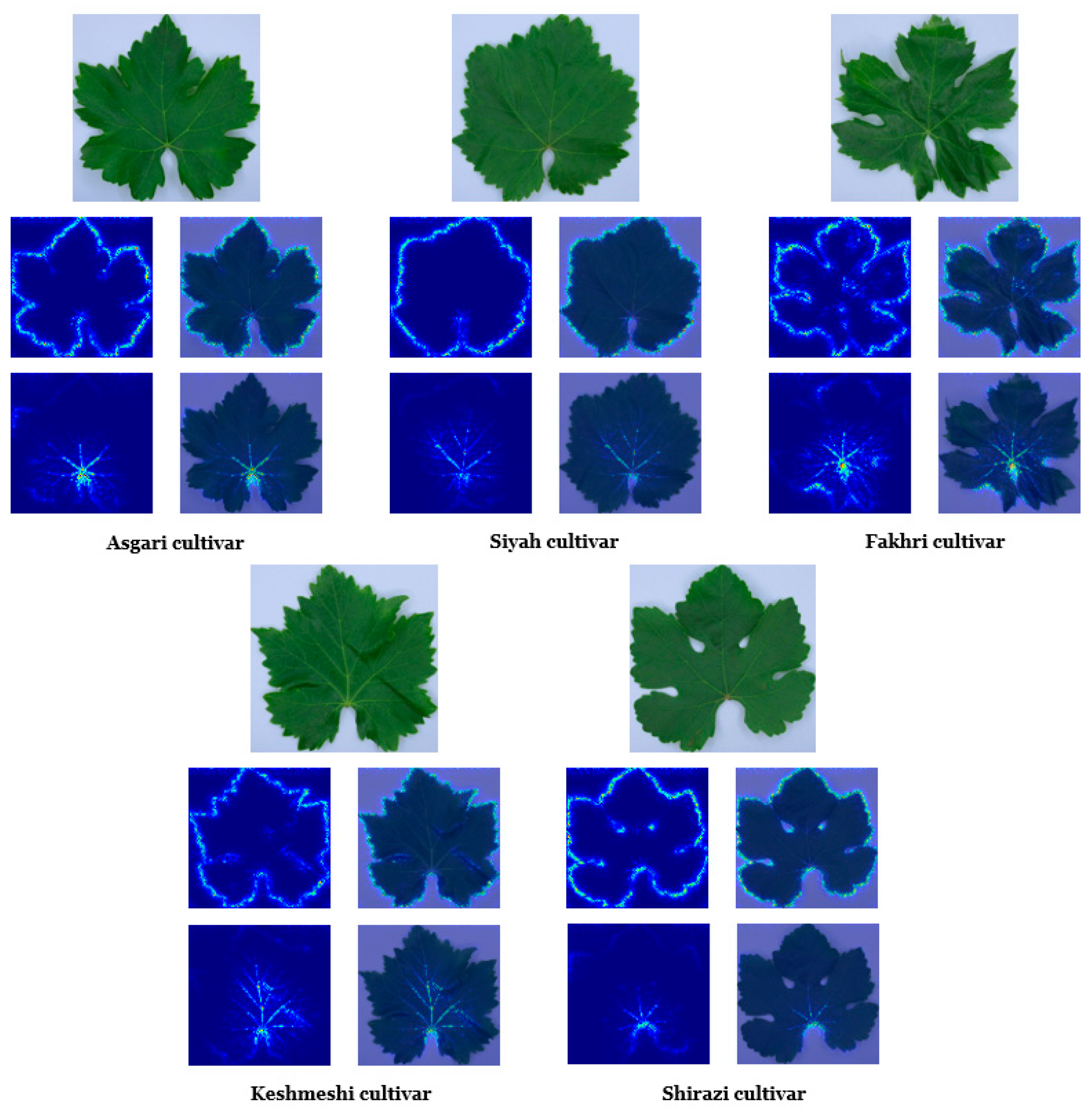 Plants 10 01628 g008 550