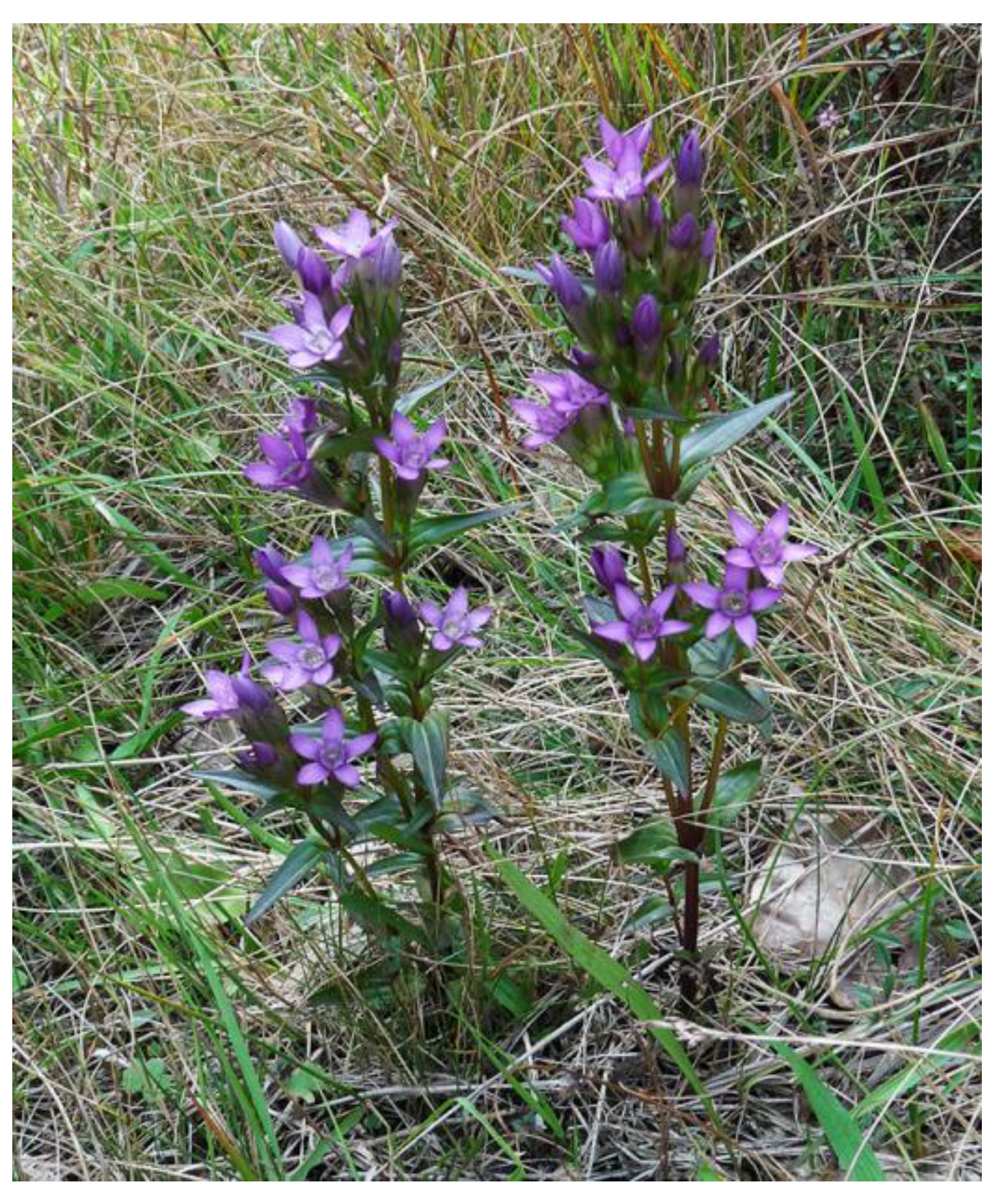 Plants 10 01651 g001