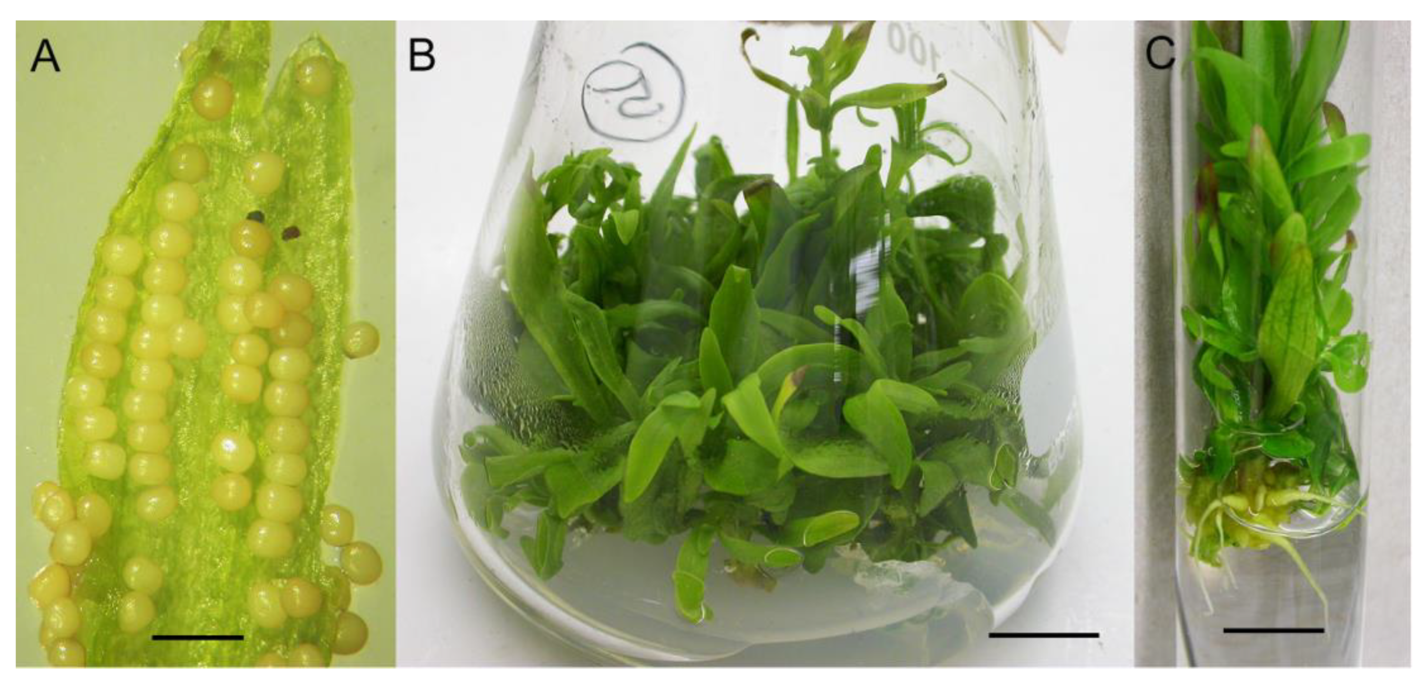 Plants 10 01651 g004