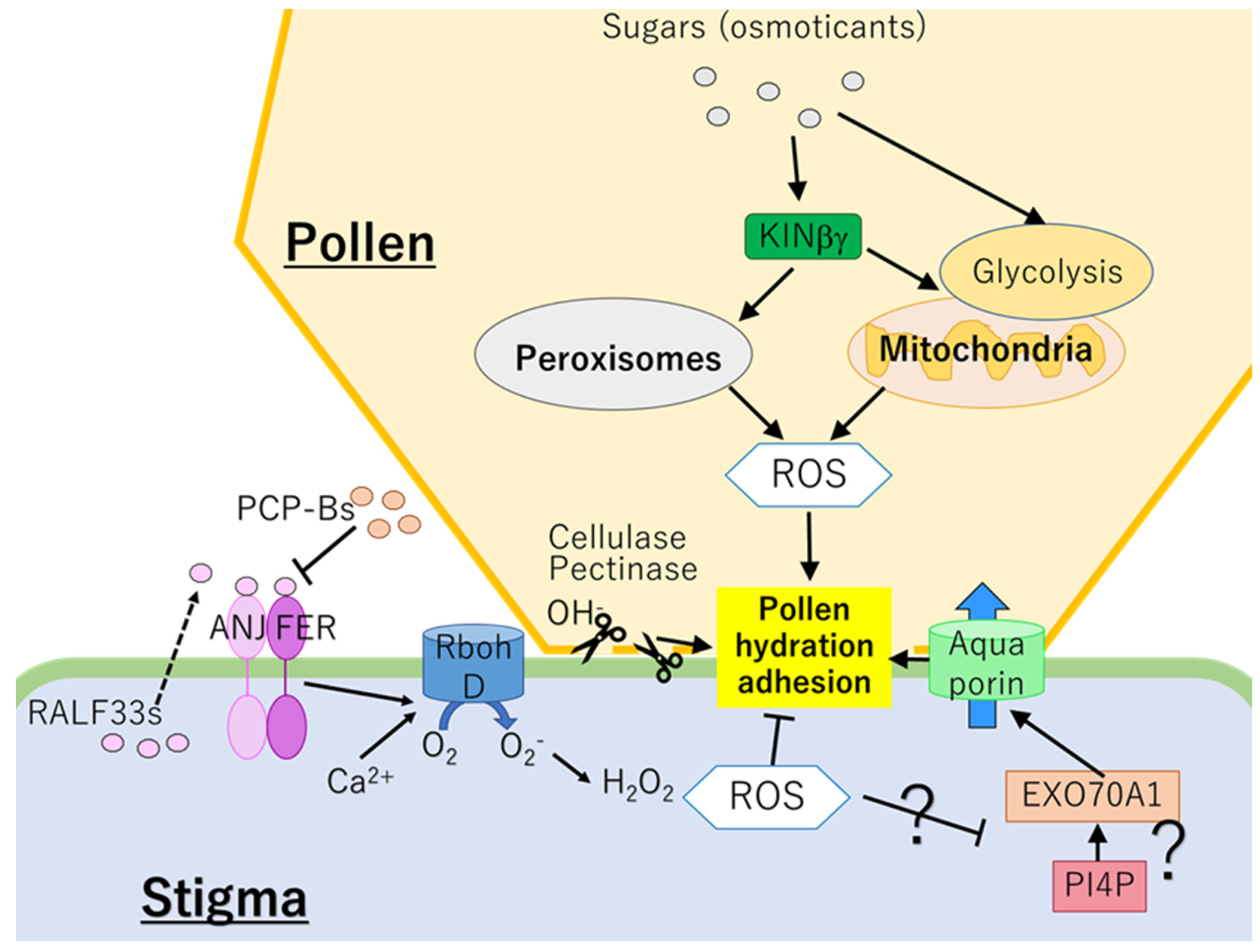 Plants 10 01652 g001 550