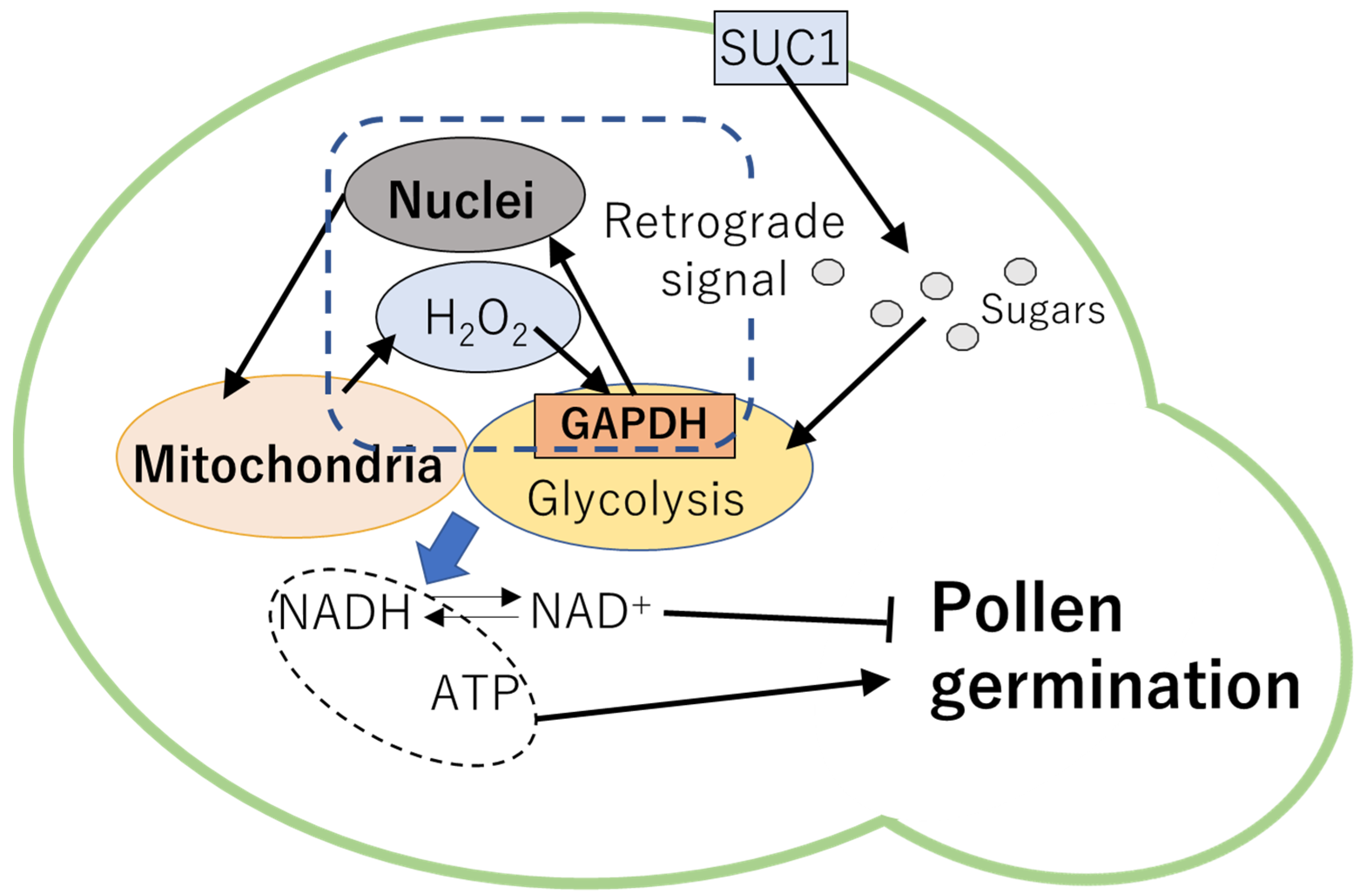 Plants 10 01652 g002 550