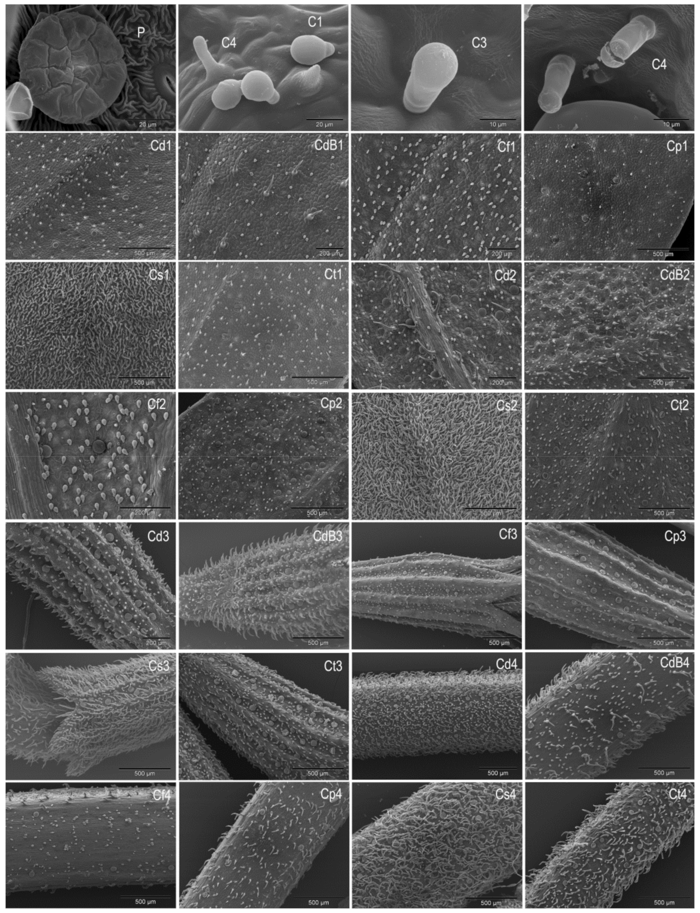 Plants 10 01666 g002 Plants 10 01666 g002