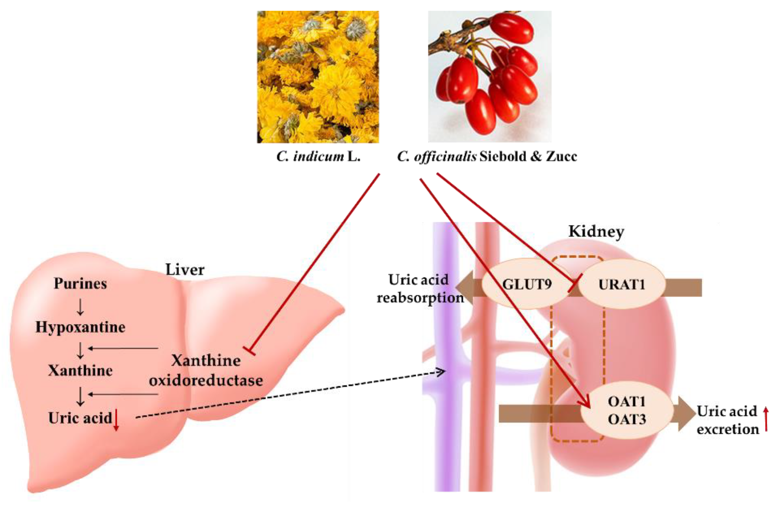 Plants 10 01668 g007