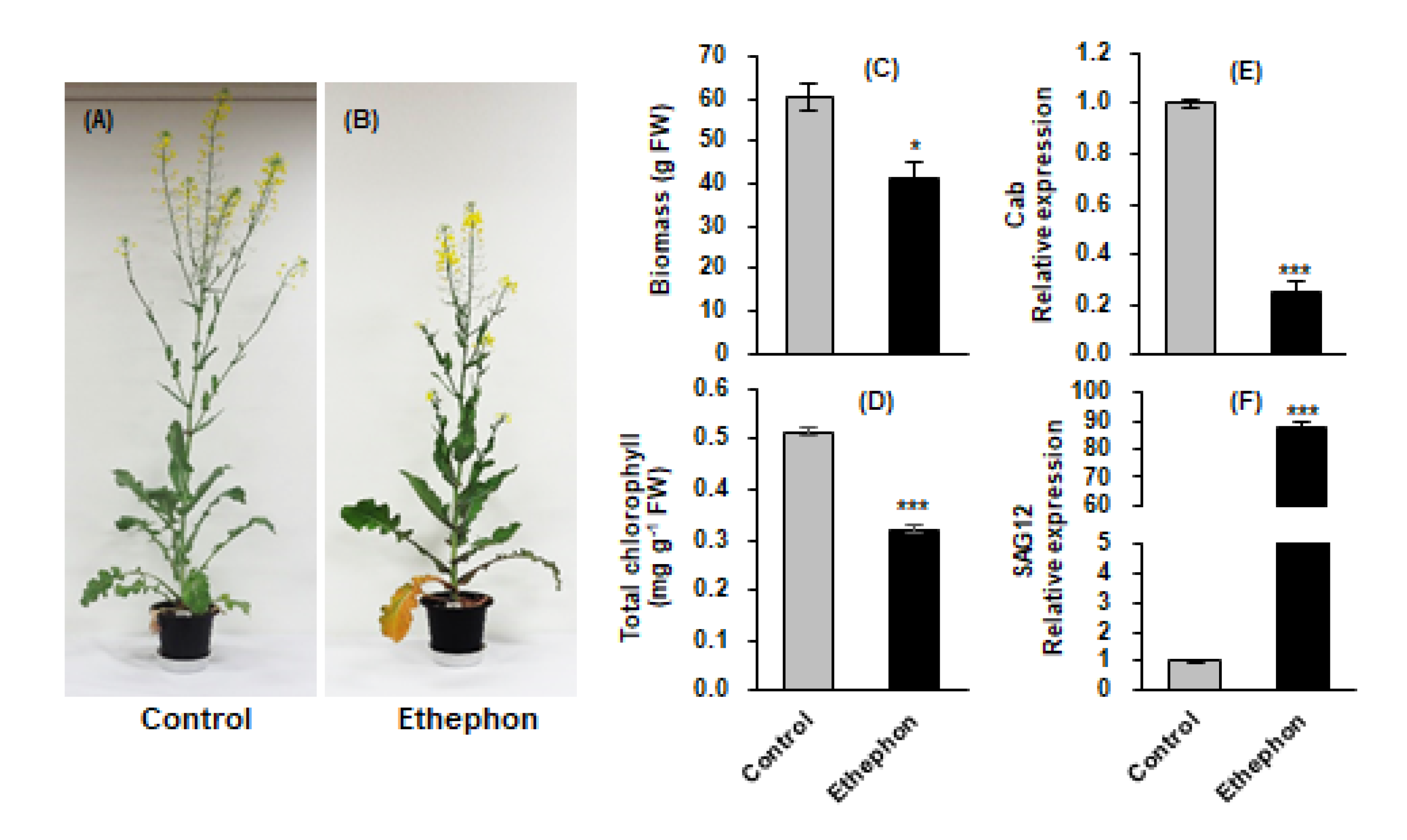 Plants 10 01670 g001 550