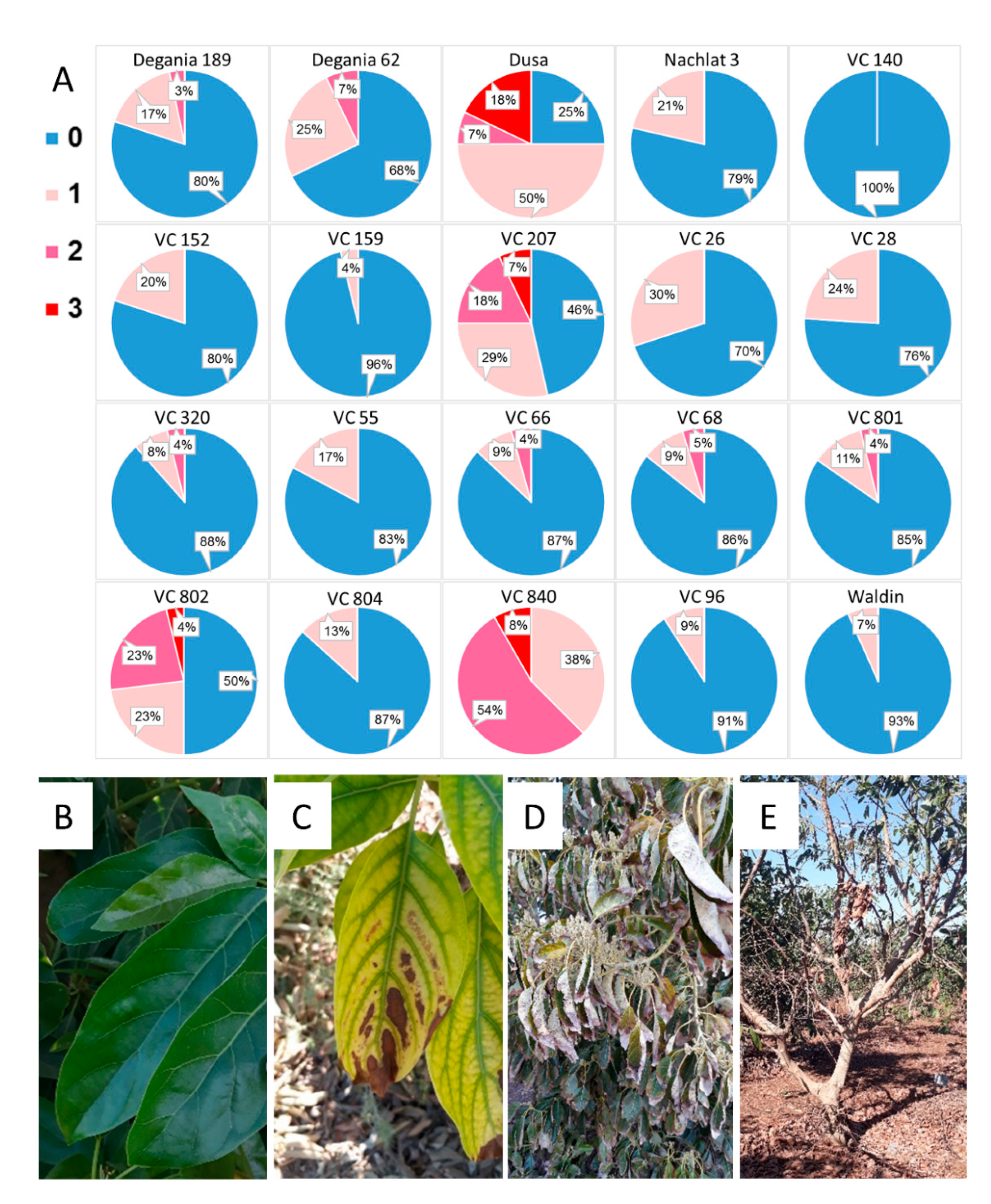 Plants Free Full Text Rootstock Dependent Response Of Hass Avocado To Salt Stress Html Plants Free Full Text Rootstock Dependent Response Of Hass Avocado To Salt Stress Html