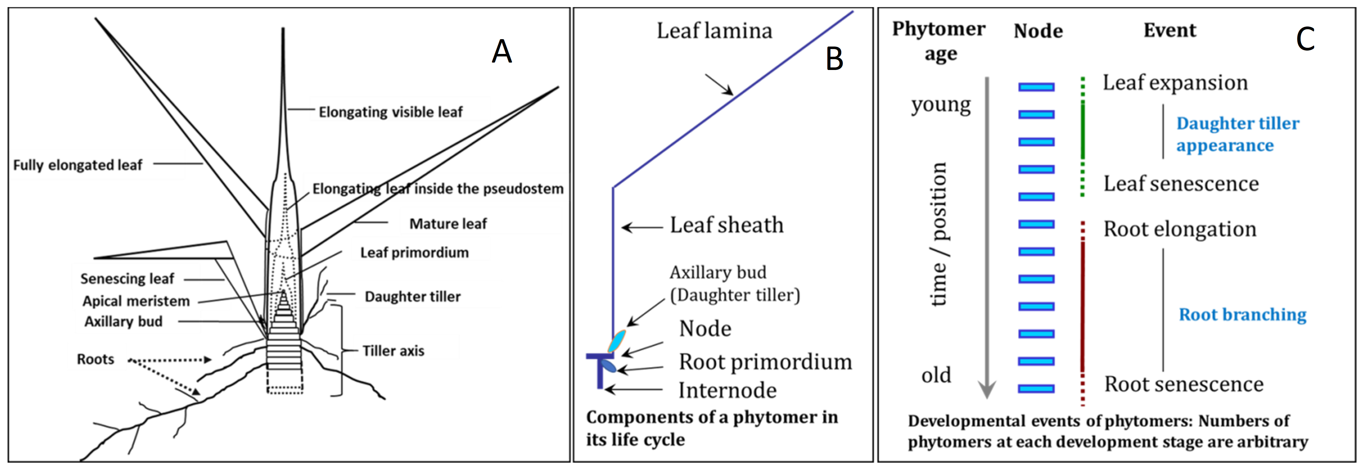 Plants 10 01677 g001 Plants 10 01677 g001