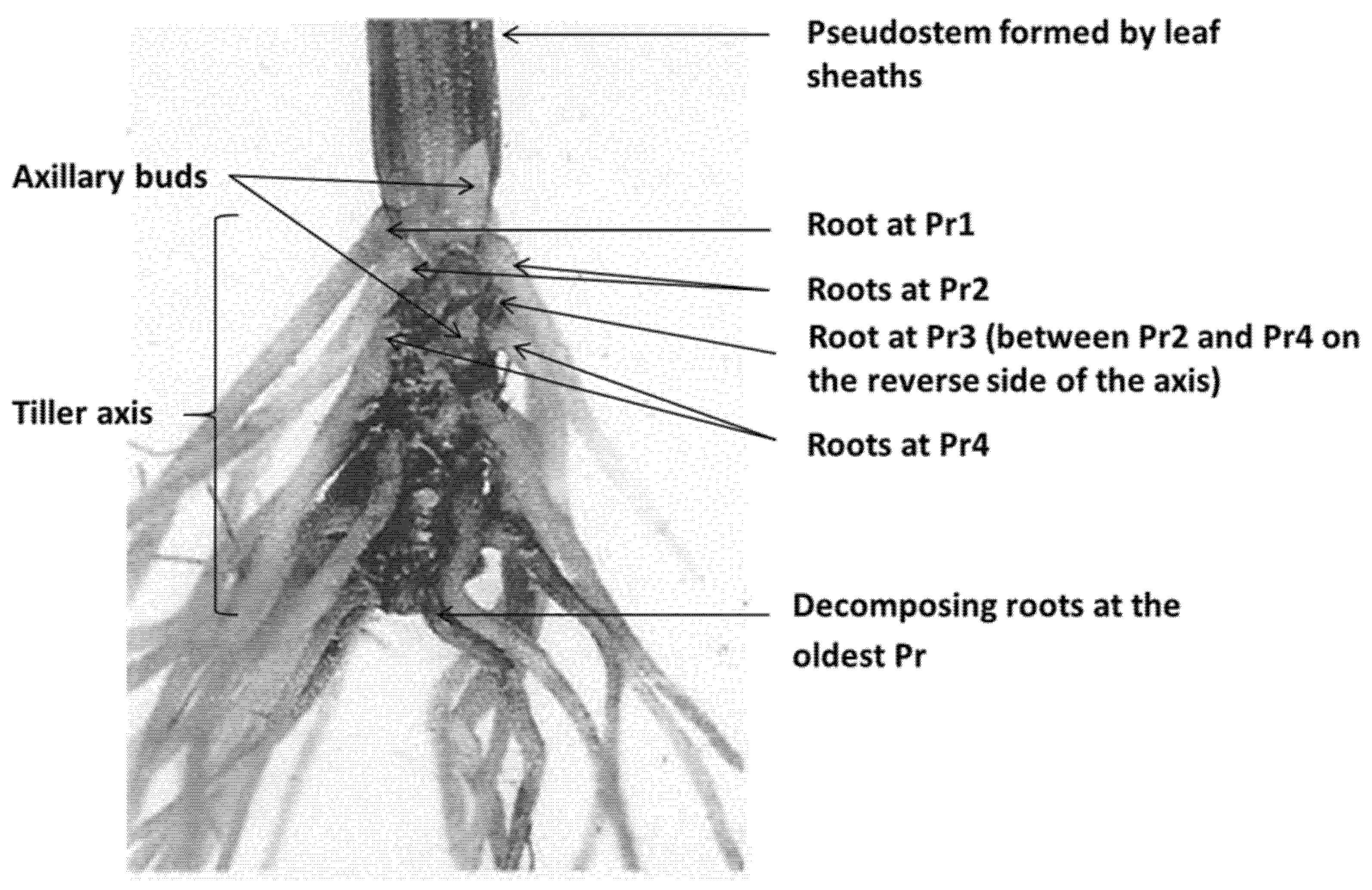 Plants 10 01677 g005 Plants 10 01677 g005