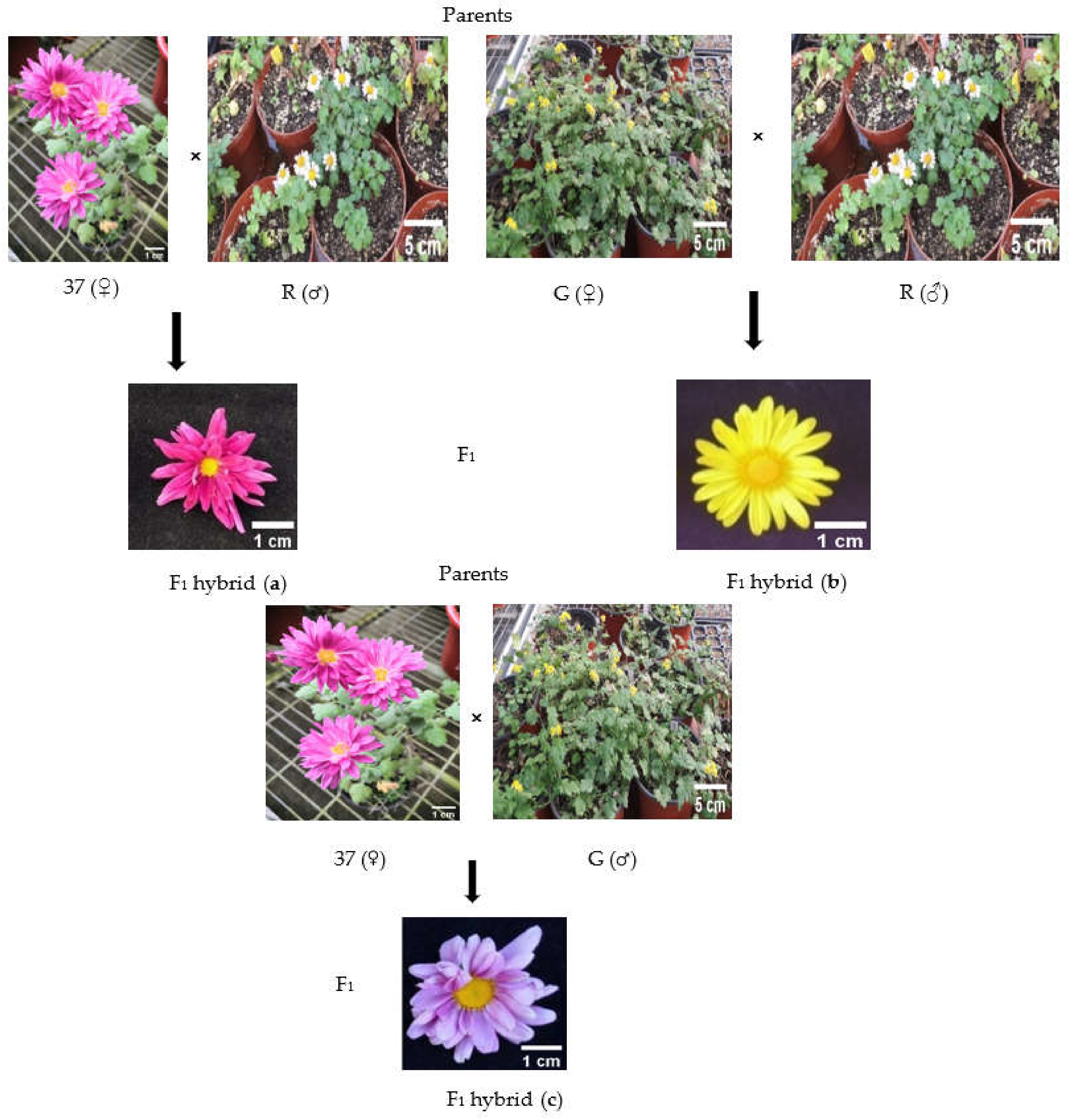 Plants 10 01681 g004