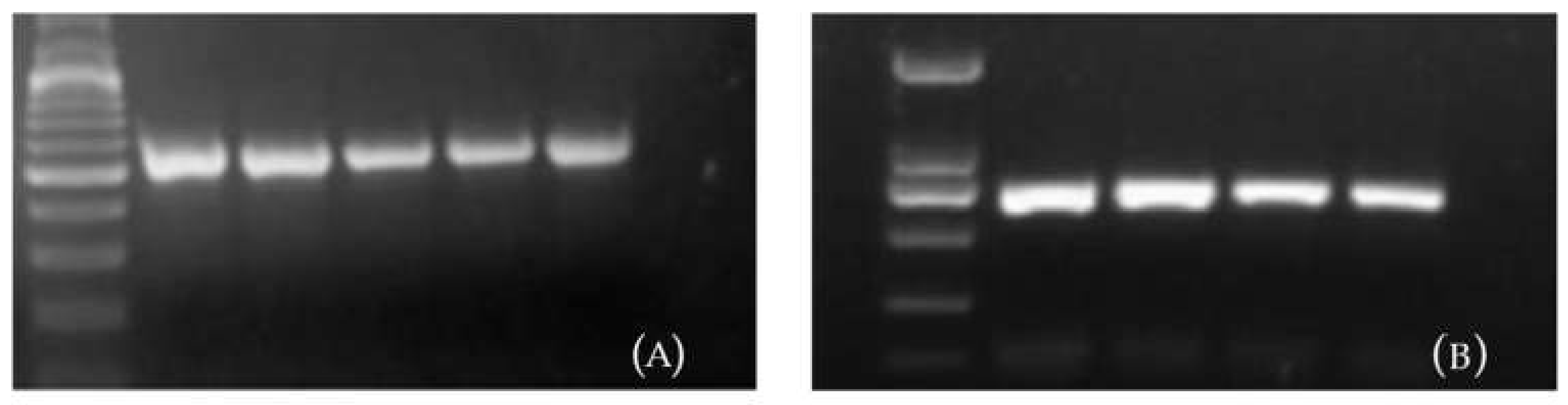 Plants 10 01681 g005