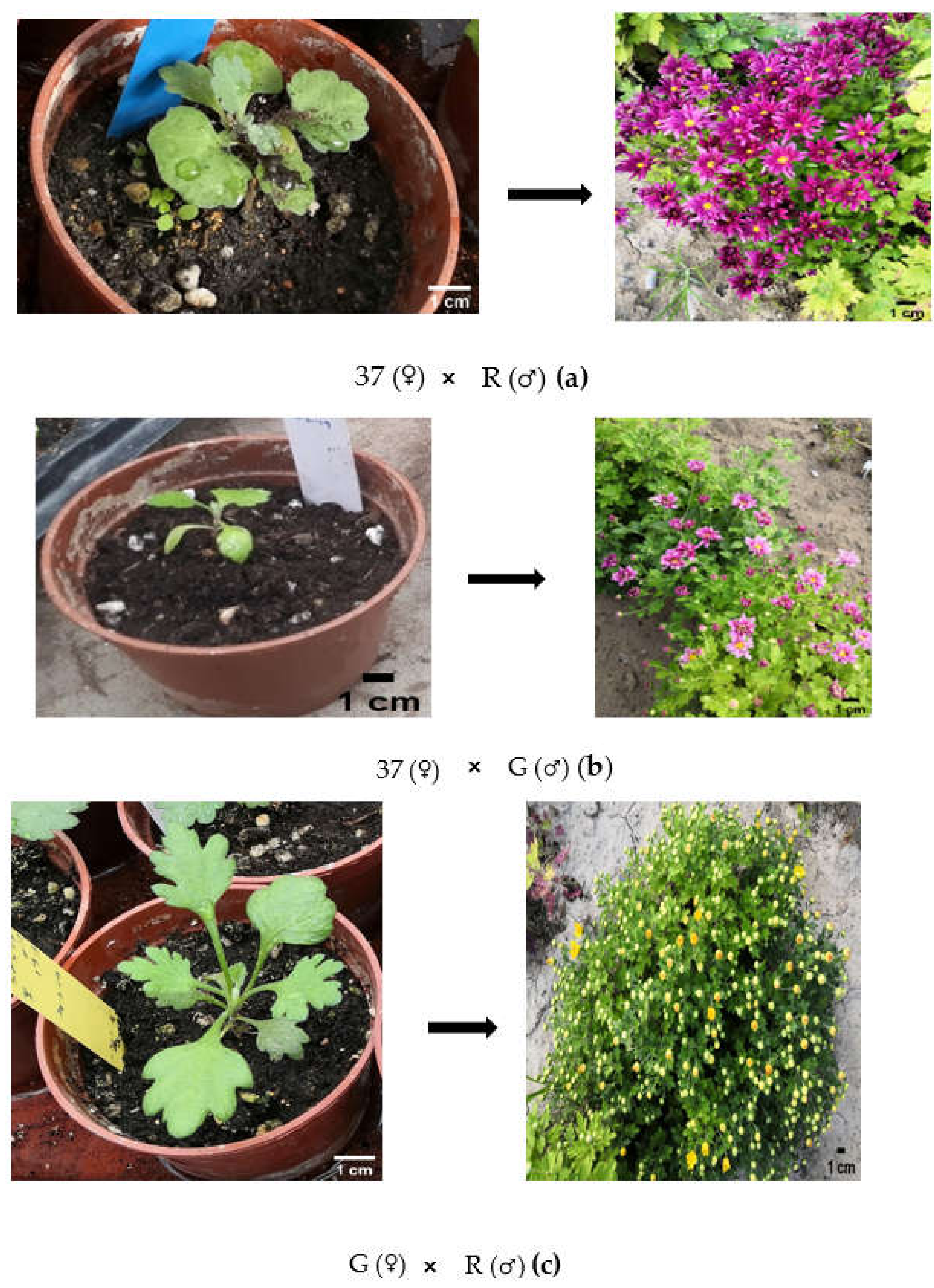 Plants 10 01681 g006