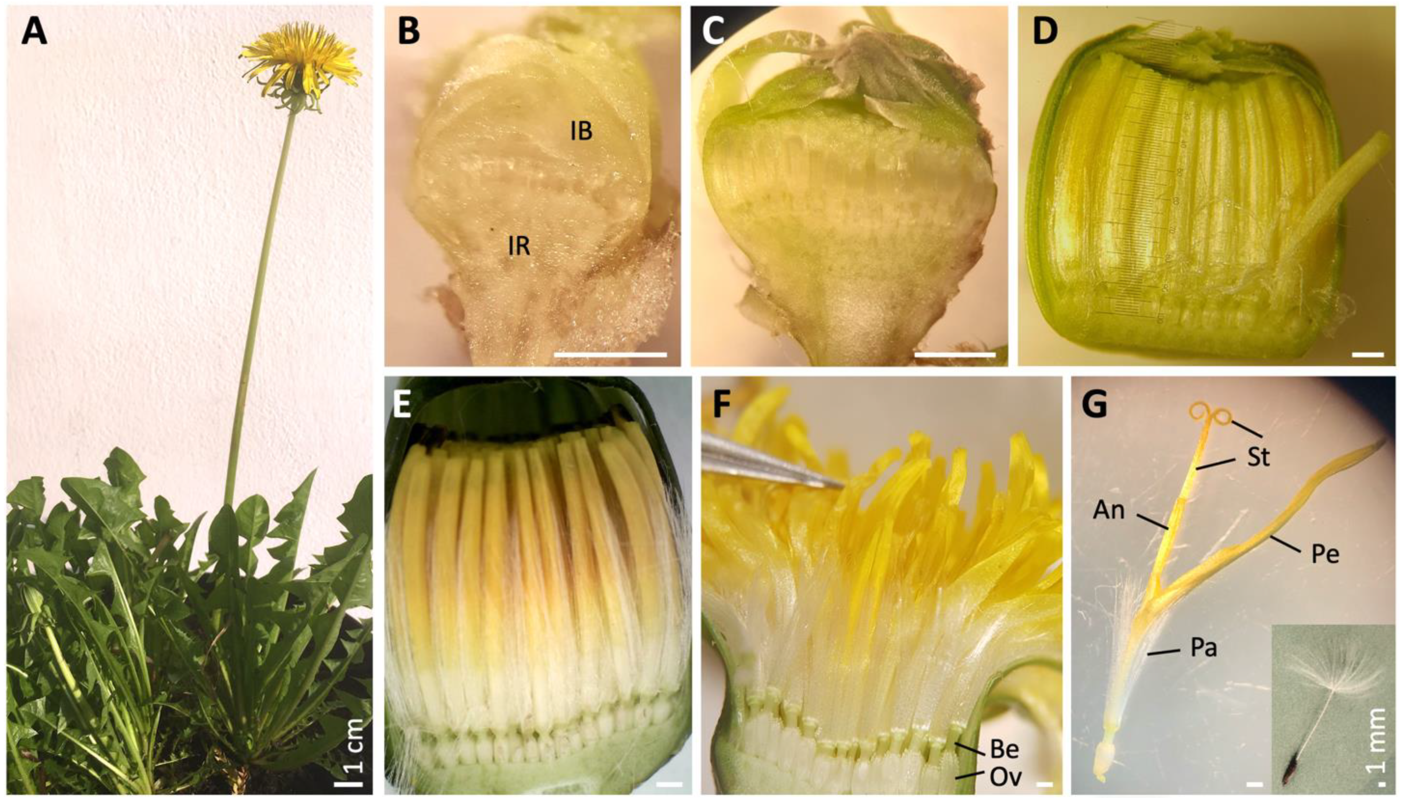 Plants 10 01682 g001