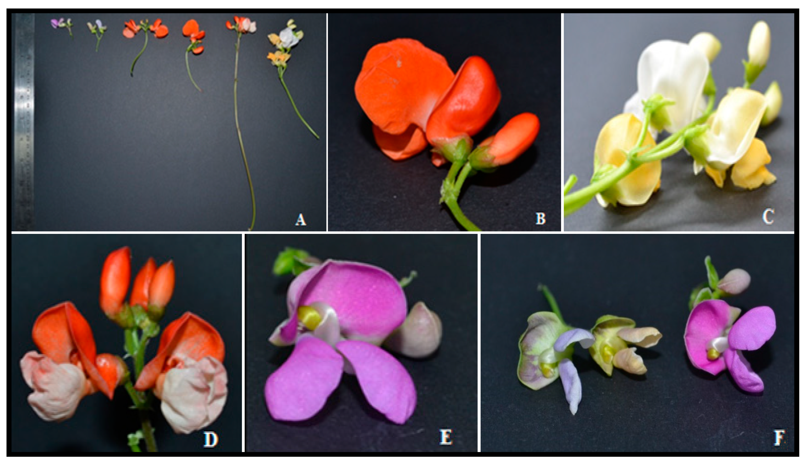 Plants 10 01688 g001