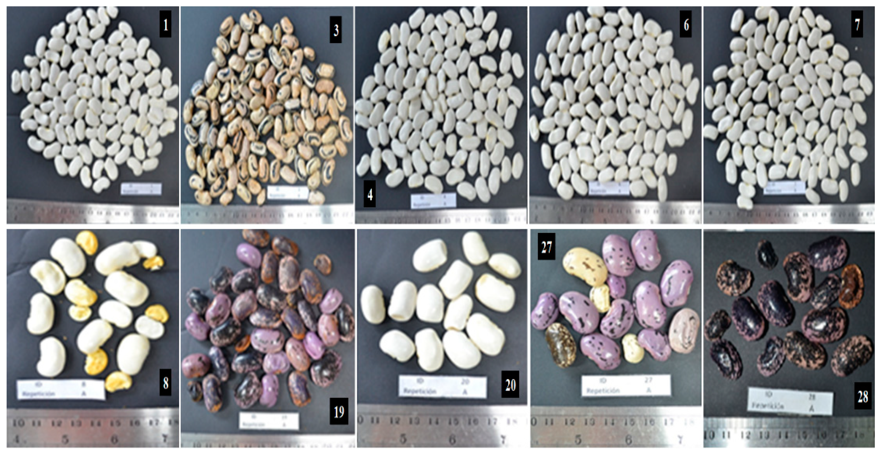 Plants 10 01688 g002