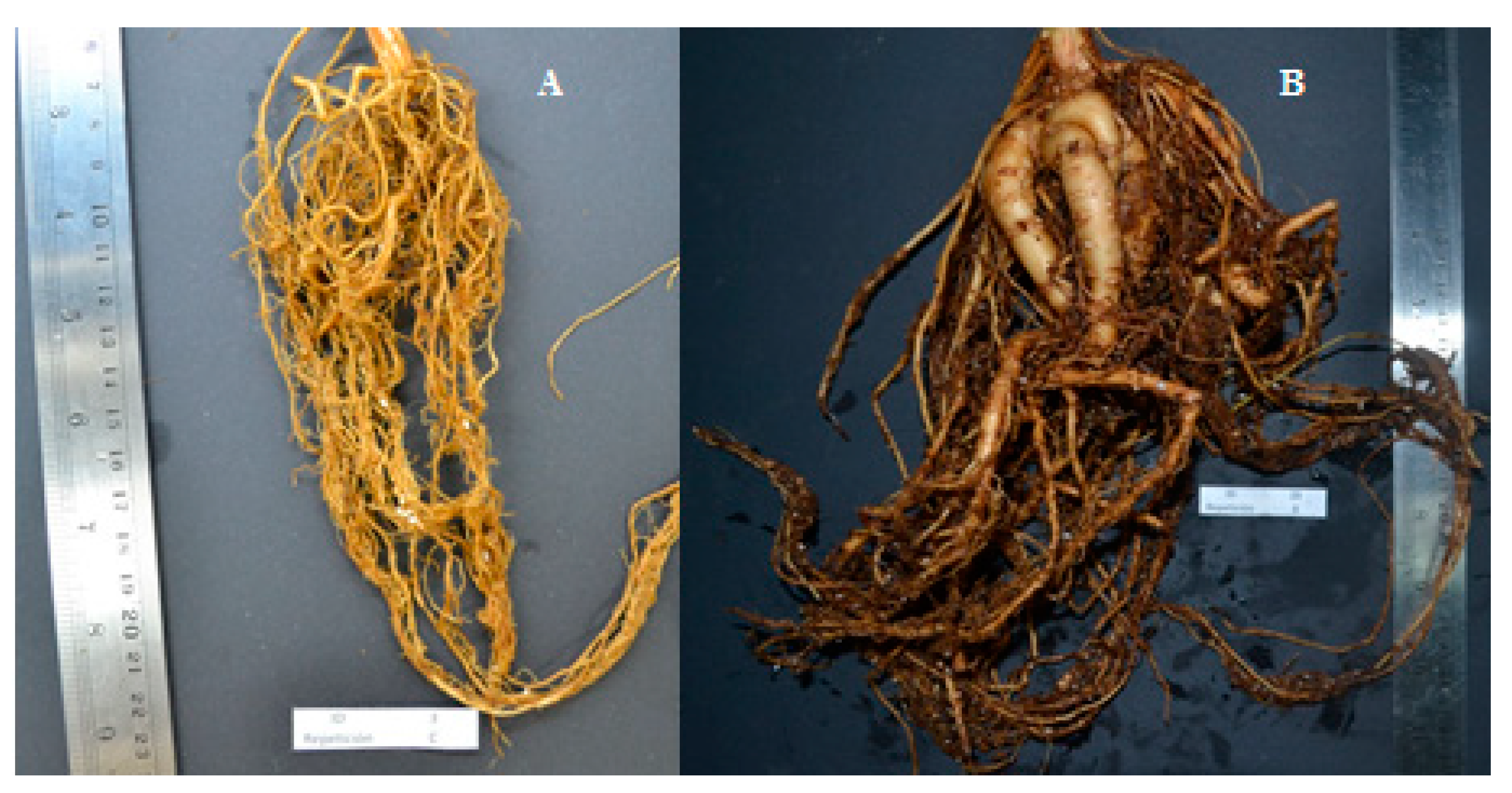 Plants 10 01688 g003