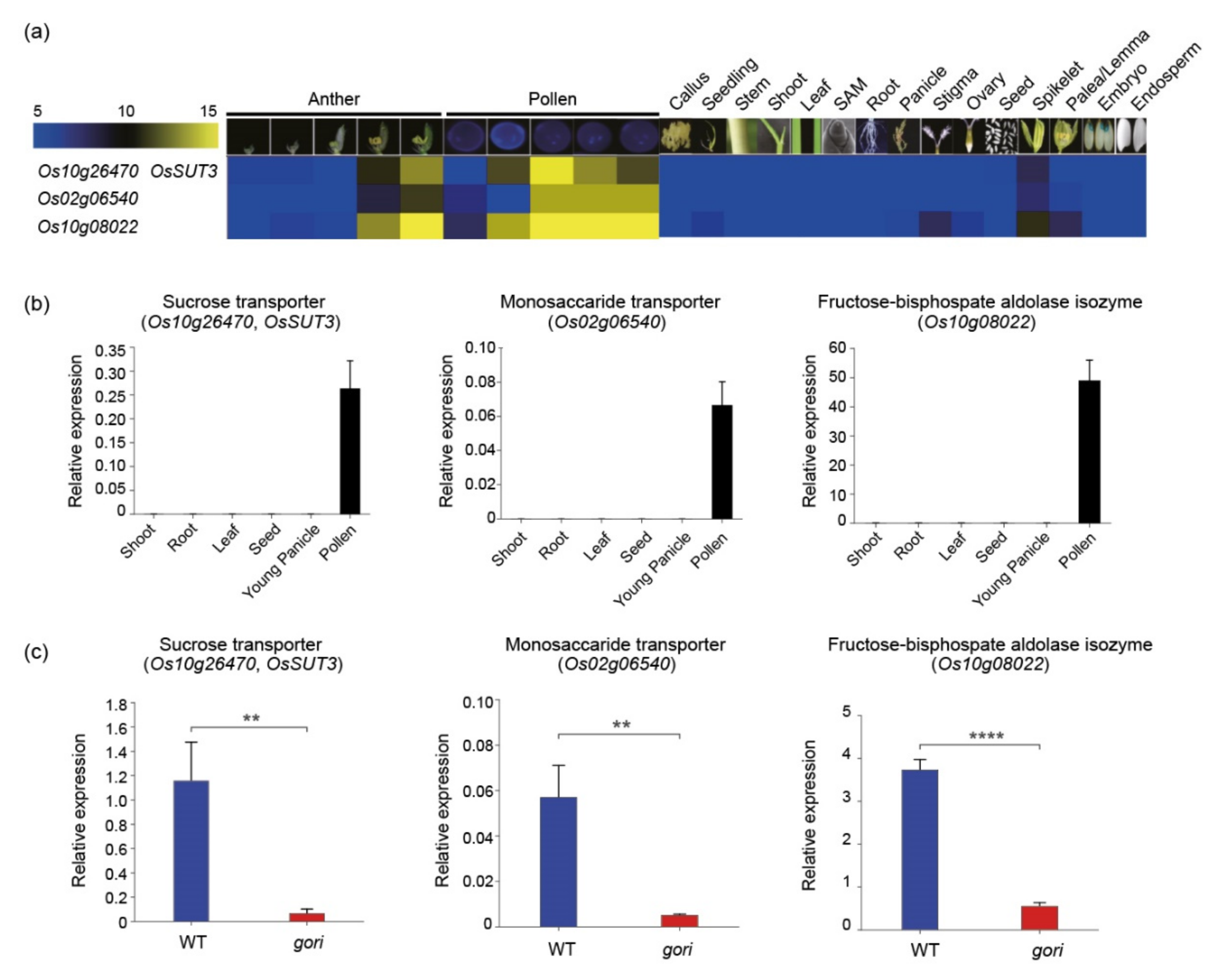 Plants 10 01690 g004 Plants 10 01690 g004