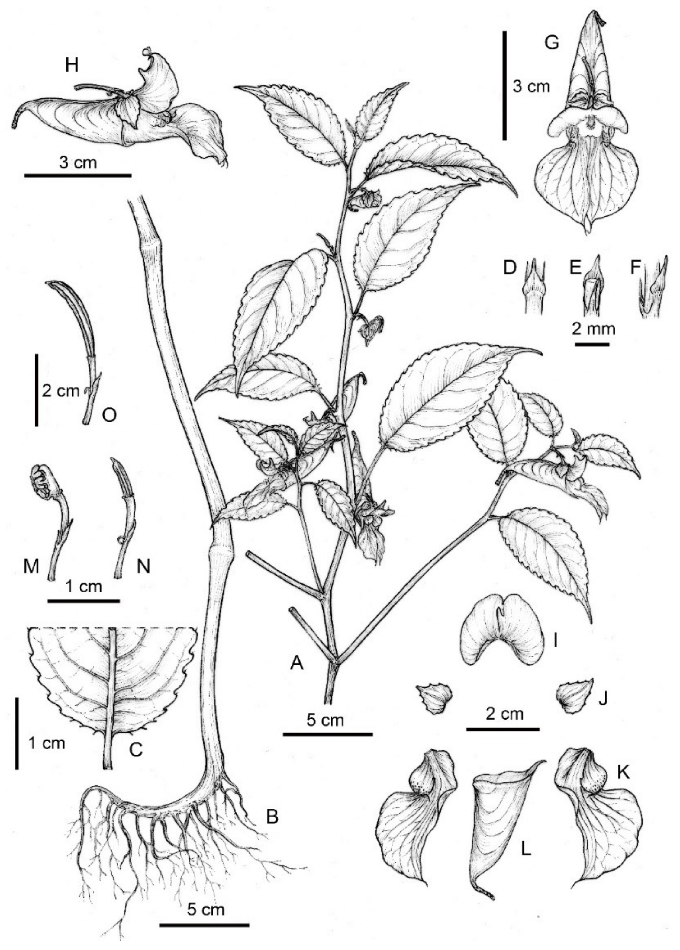 Plants 10 01697 g001