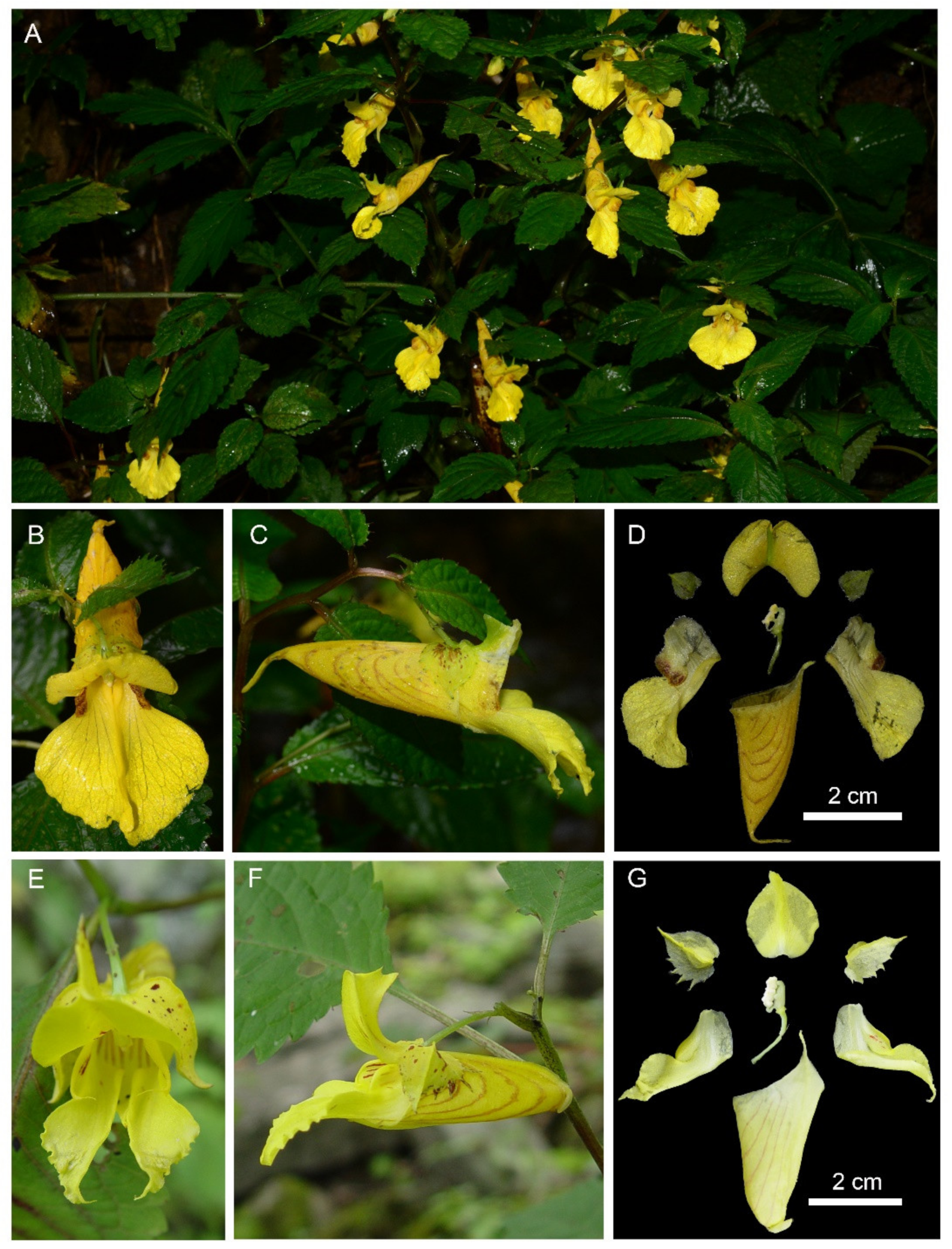 Plants 10 01697 g002