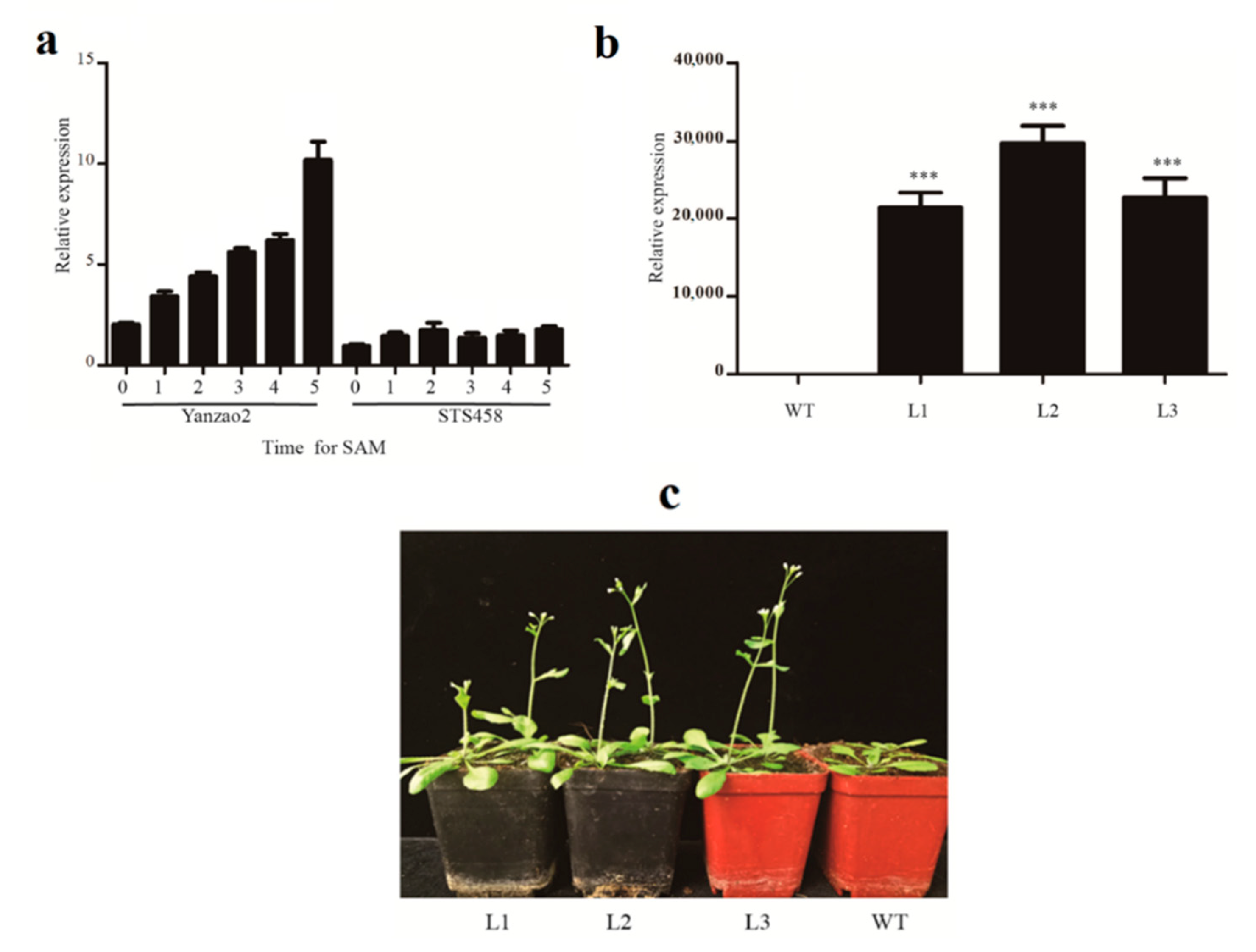 Plants 10 01699 g005