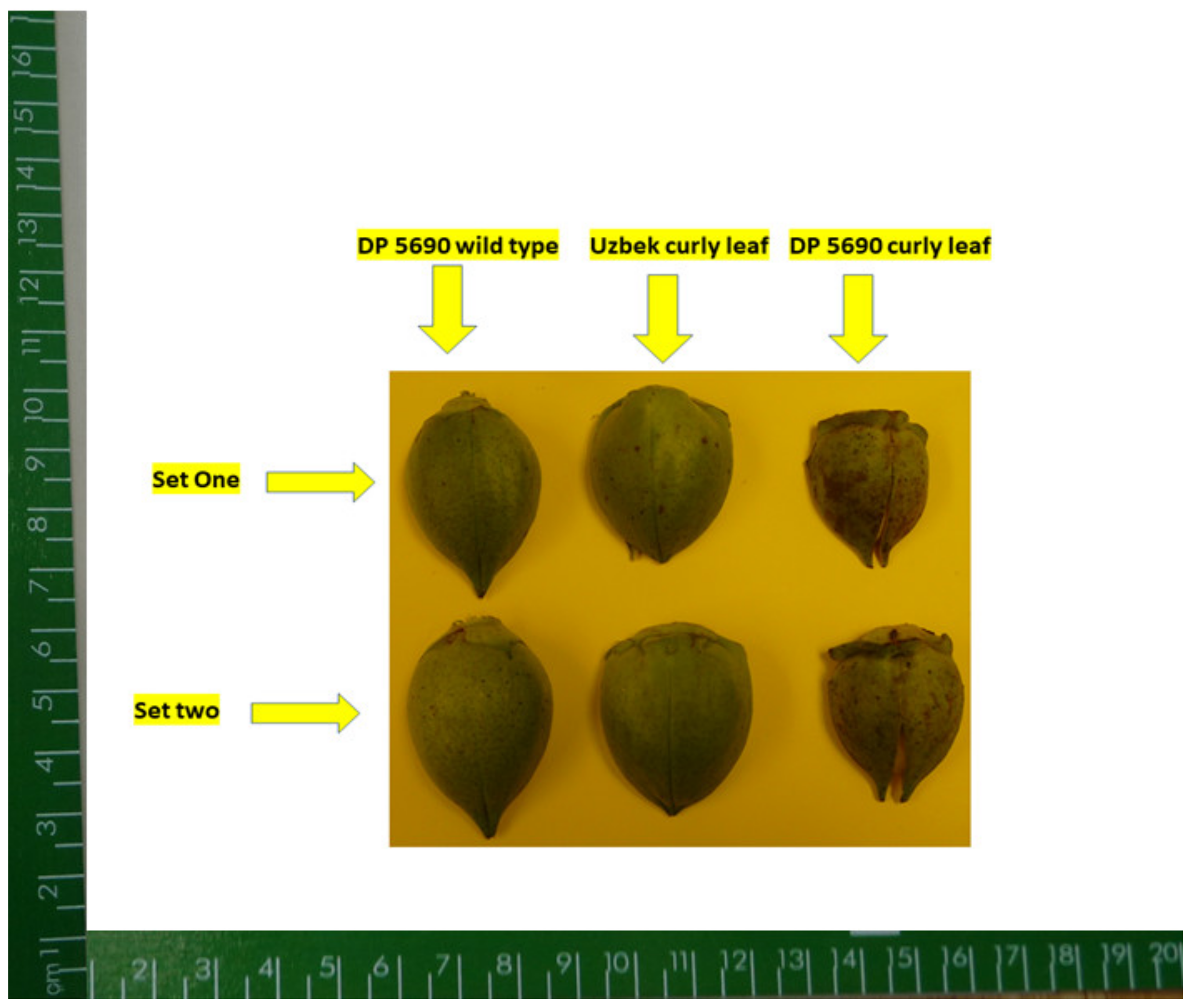 Plants 10 01701 g006