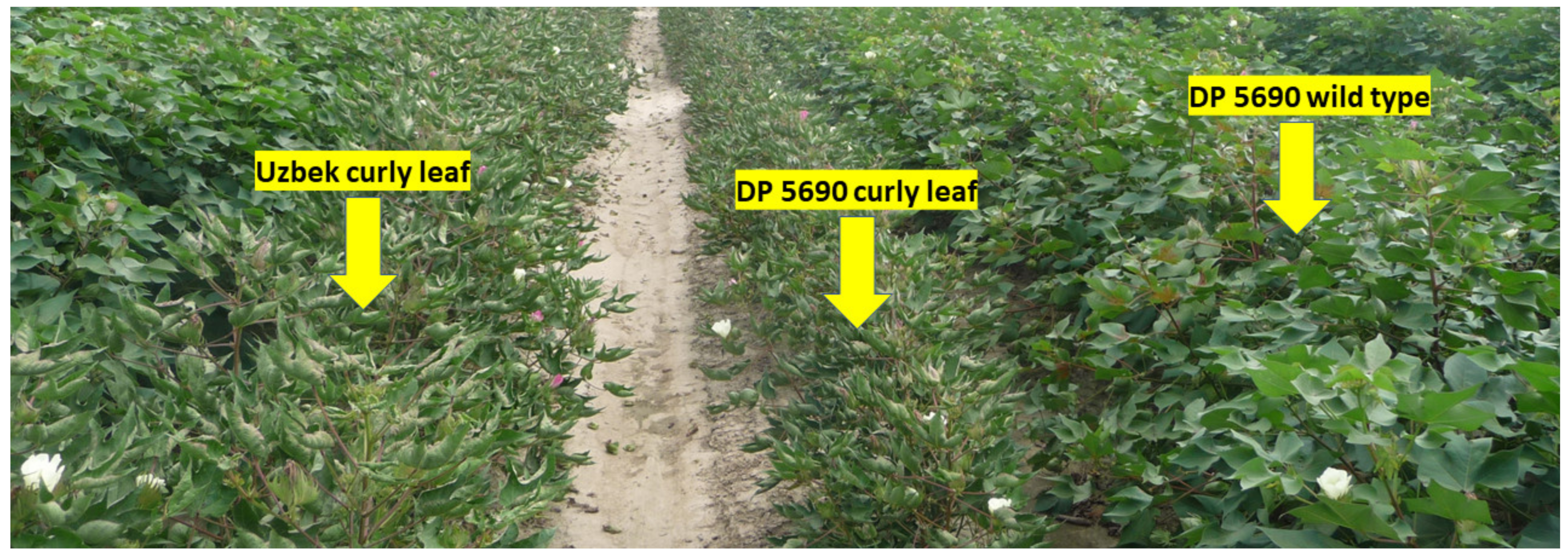 Plants 10 01701 g007