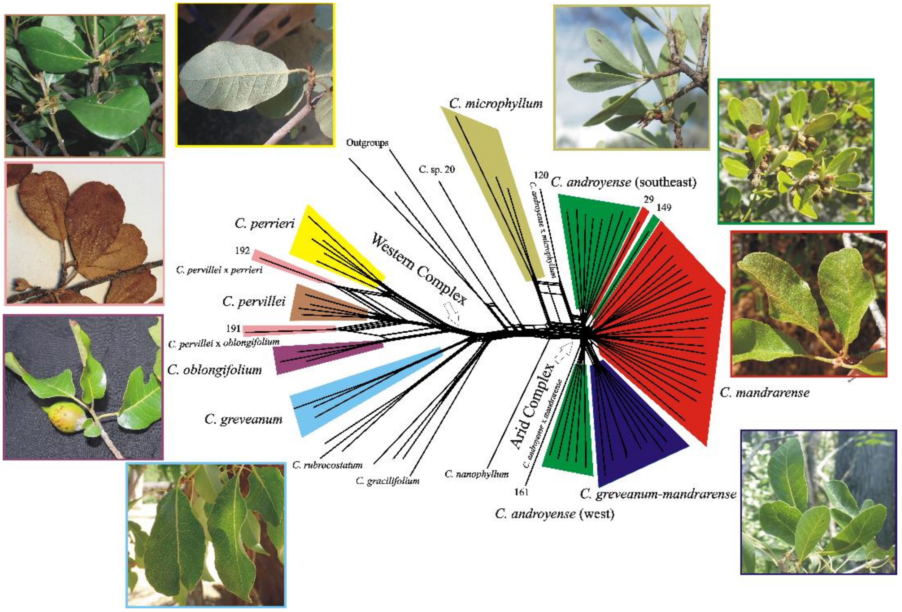 Plants 10 01702 g004 550