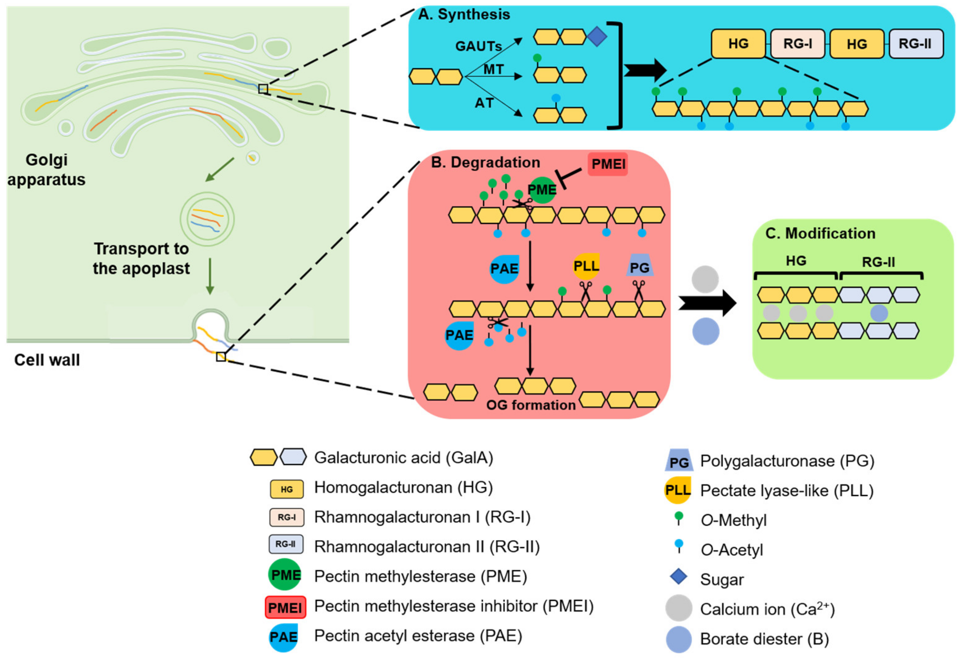 Plants Free Full Text Recent Advances In Understanding The Roles Of the-crucial-role-of-pectin-in-jam-making-enhancing-texture-and-flavor