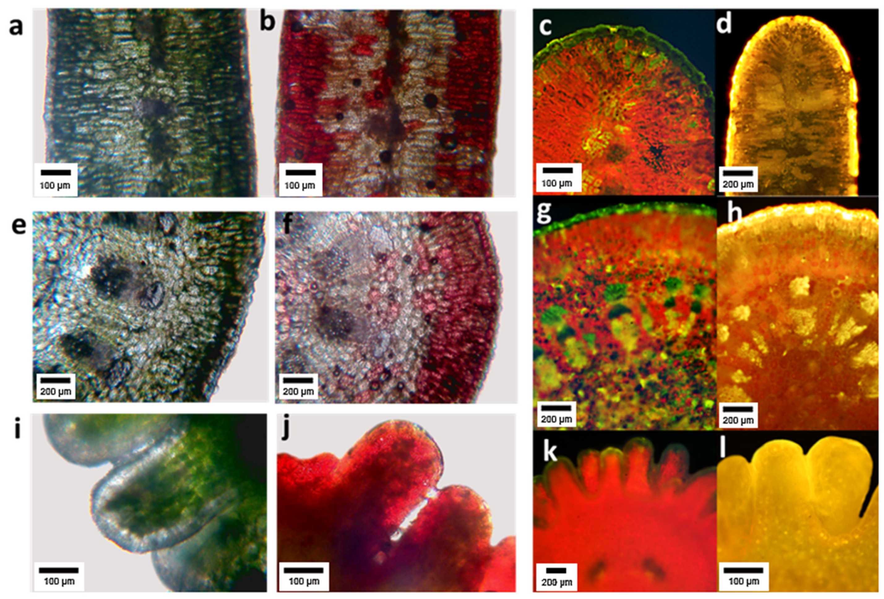 Plants 10 01713 g004 Plants 10 01713 g004