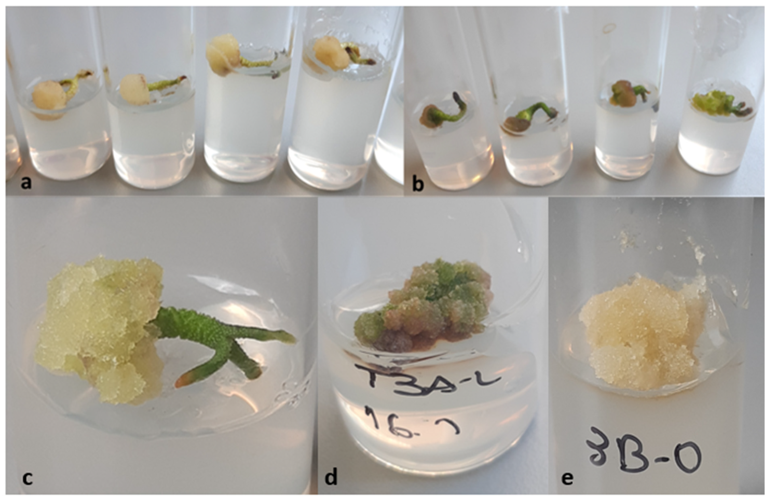 Plants 10 01713 g005 Plants 10 01713 g005