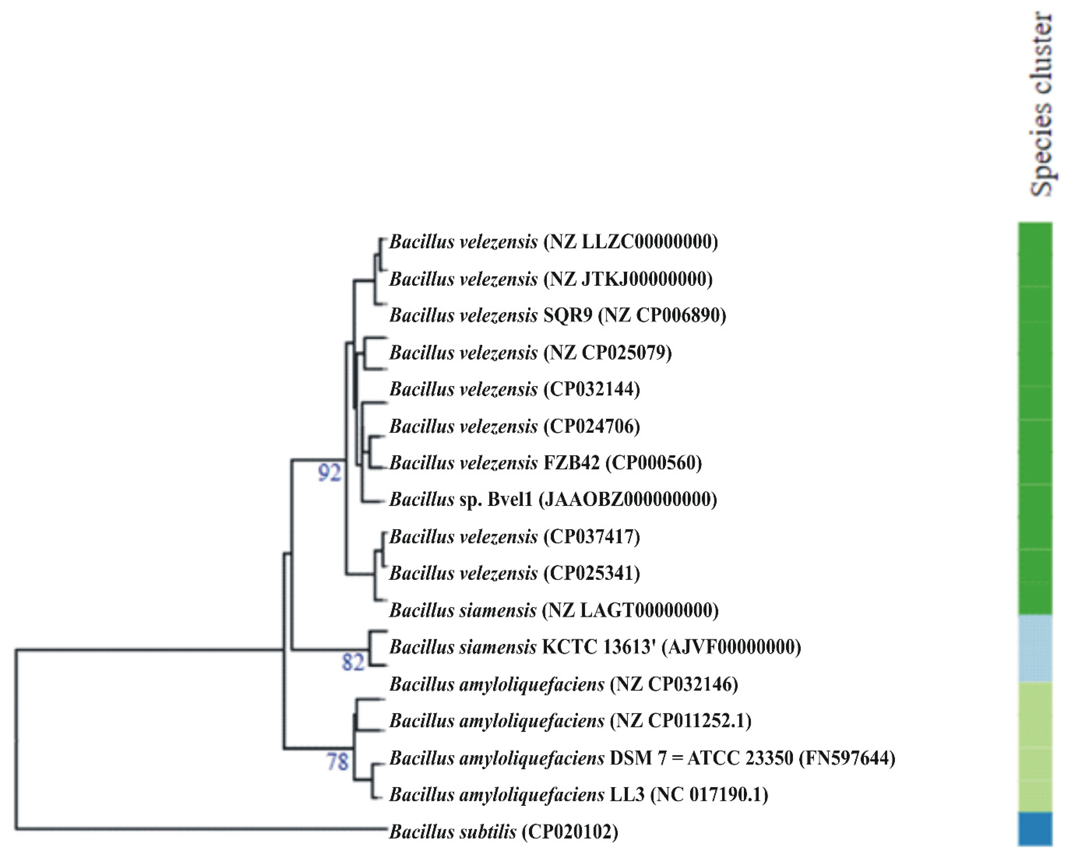Bacillus amyloliquefaciens MBI600 differentially induces tomato