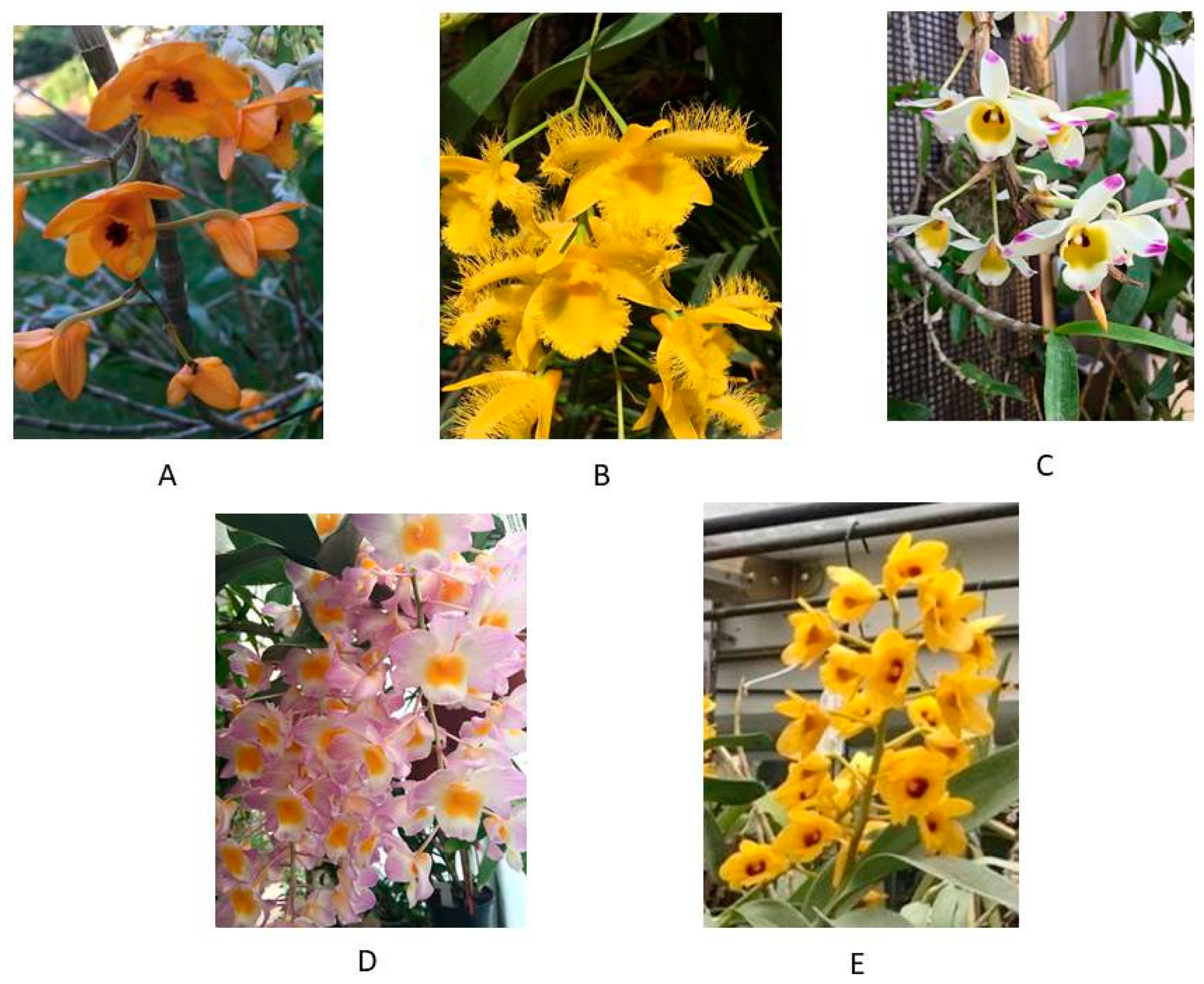 Plants 10 01718 g001