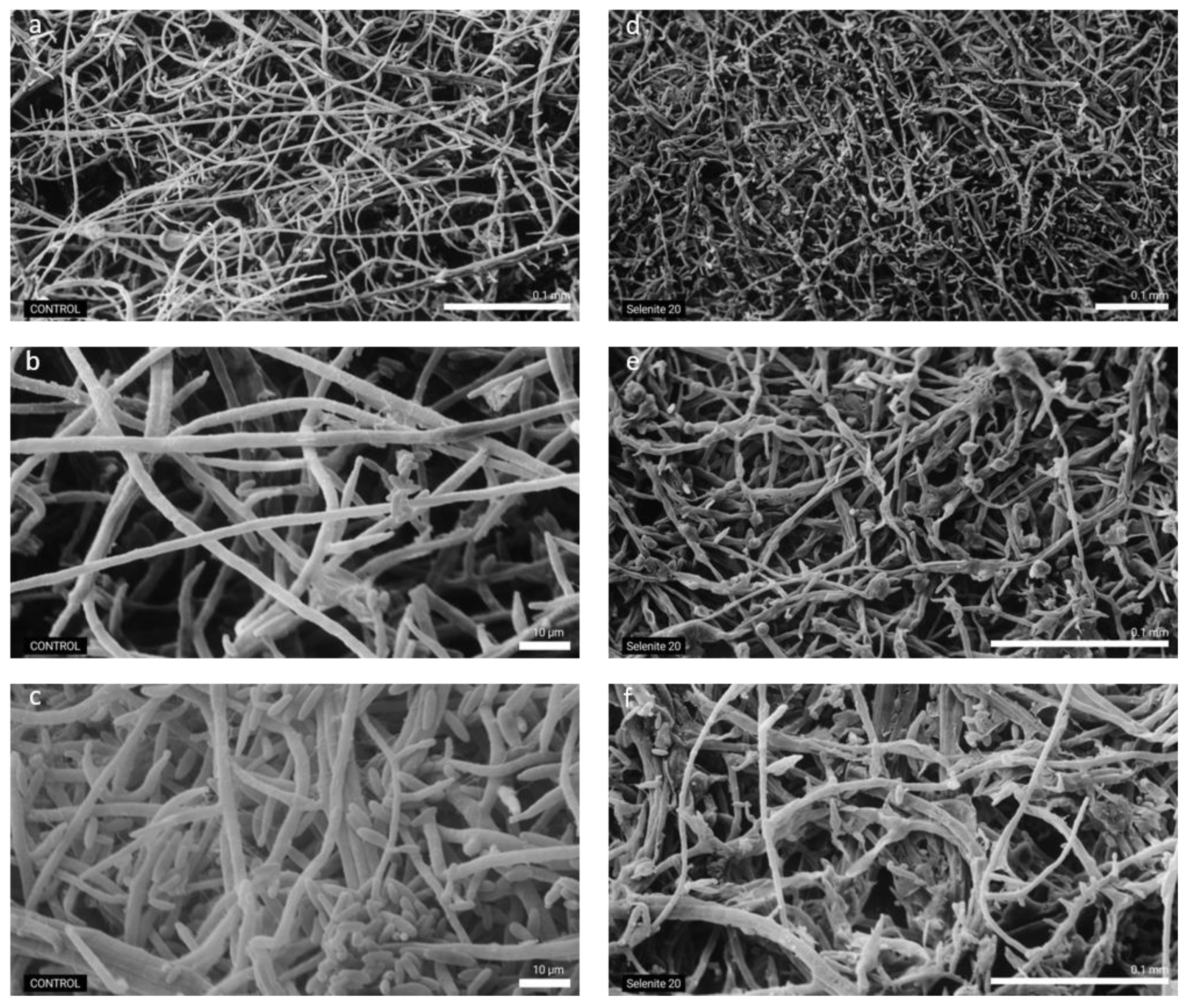 Plants 10 01725 g005 550