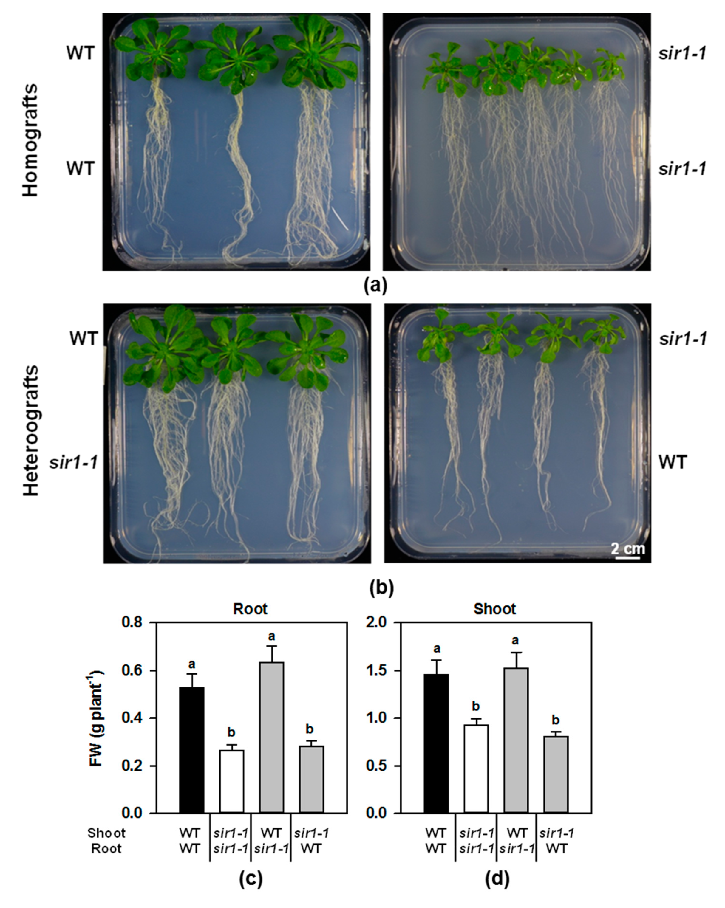 Plants 10 01729 g001 Plants 10 01729 g001