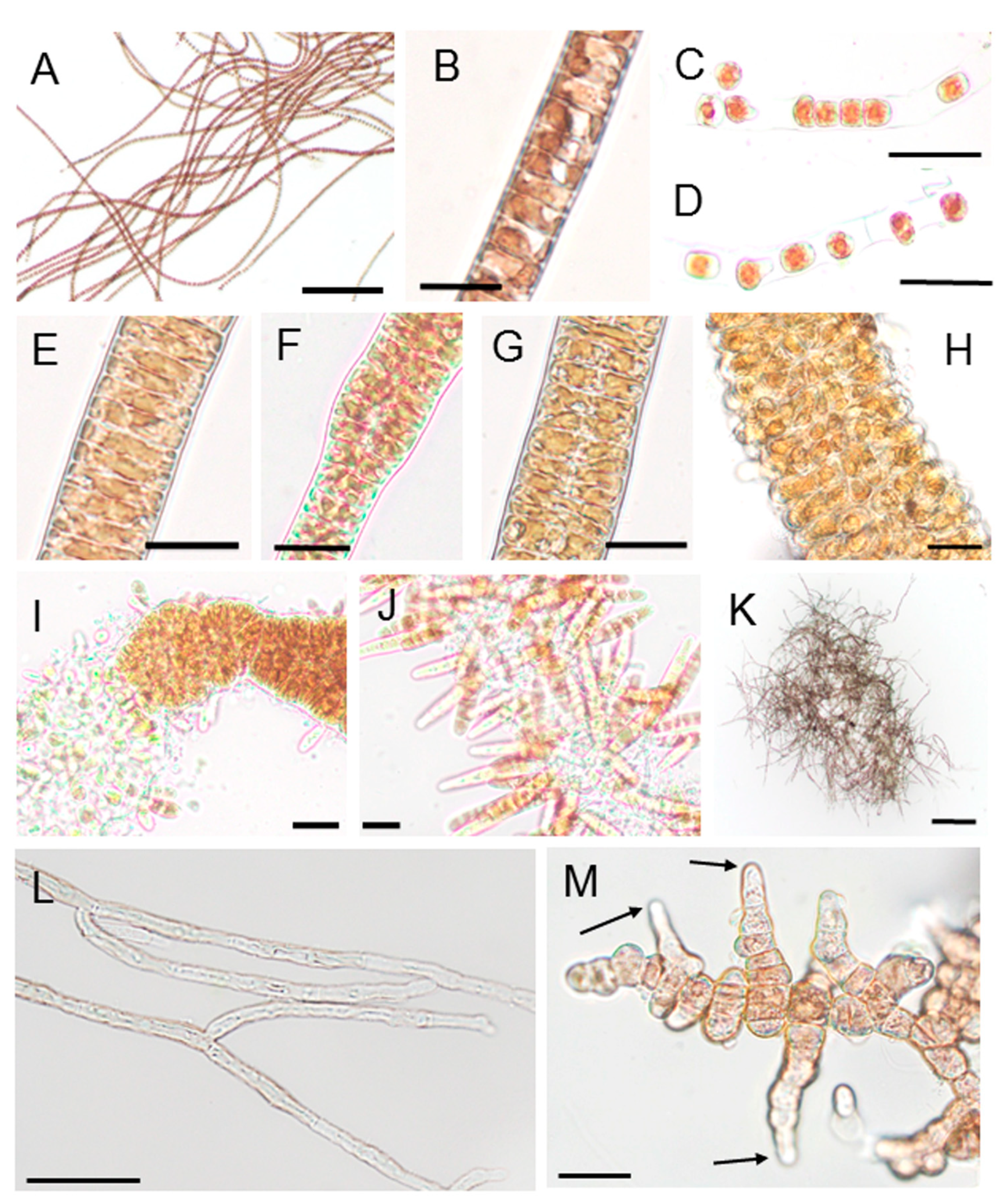 Plants 10 01733 g002 Plants 10 01733 g002