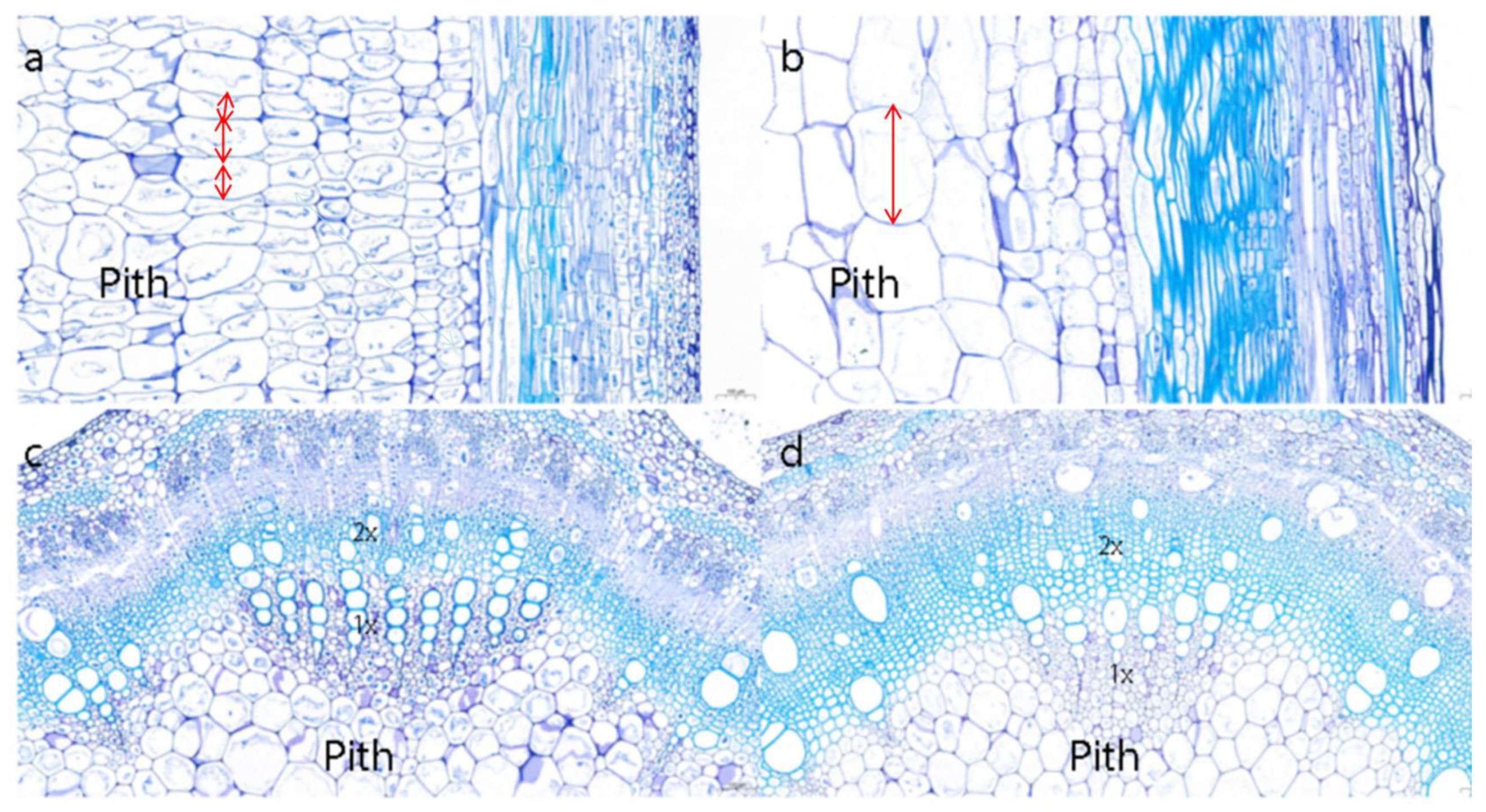Plants 10 01737 g001