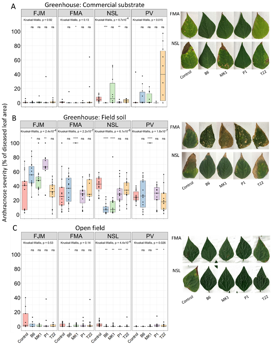 Plants 10 01739 g001