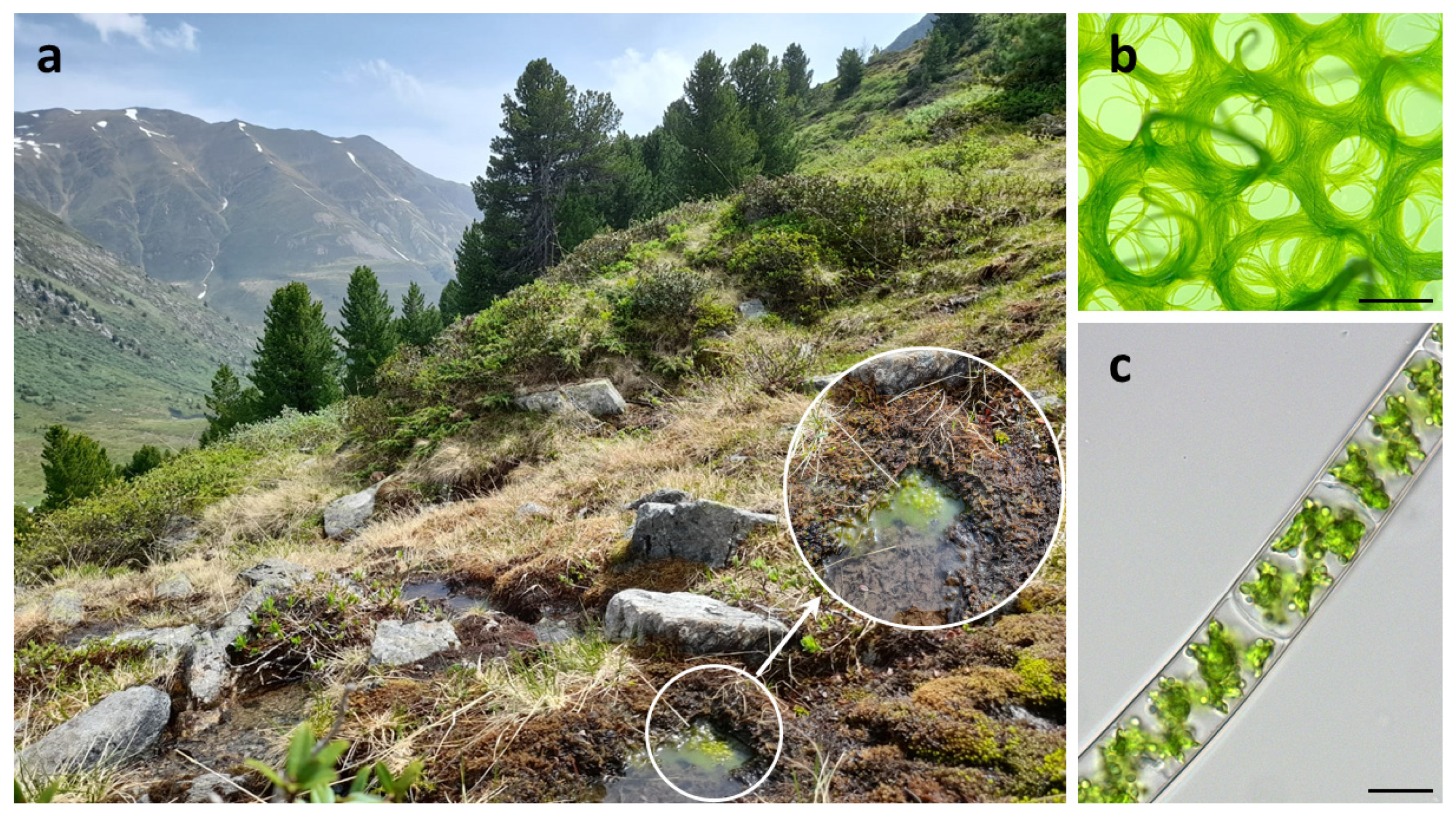 Plants 10 01740 g001